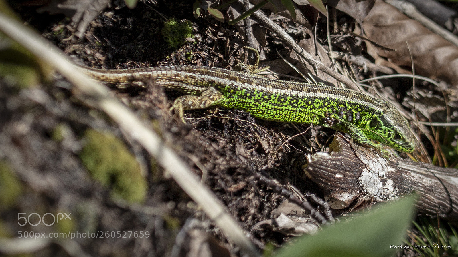 Canon EOS 700D (EOS Rebel T5i / EOS Kiss X7i) sample photo. Green lizard photography