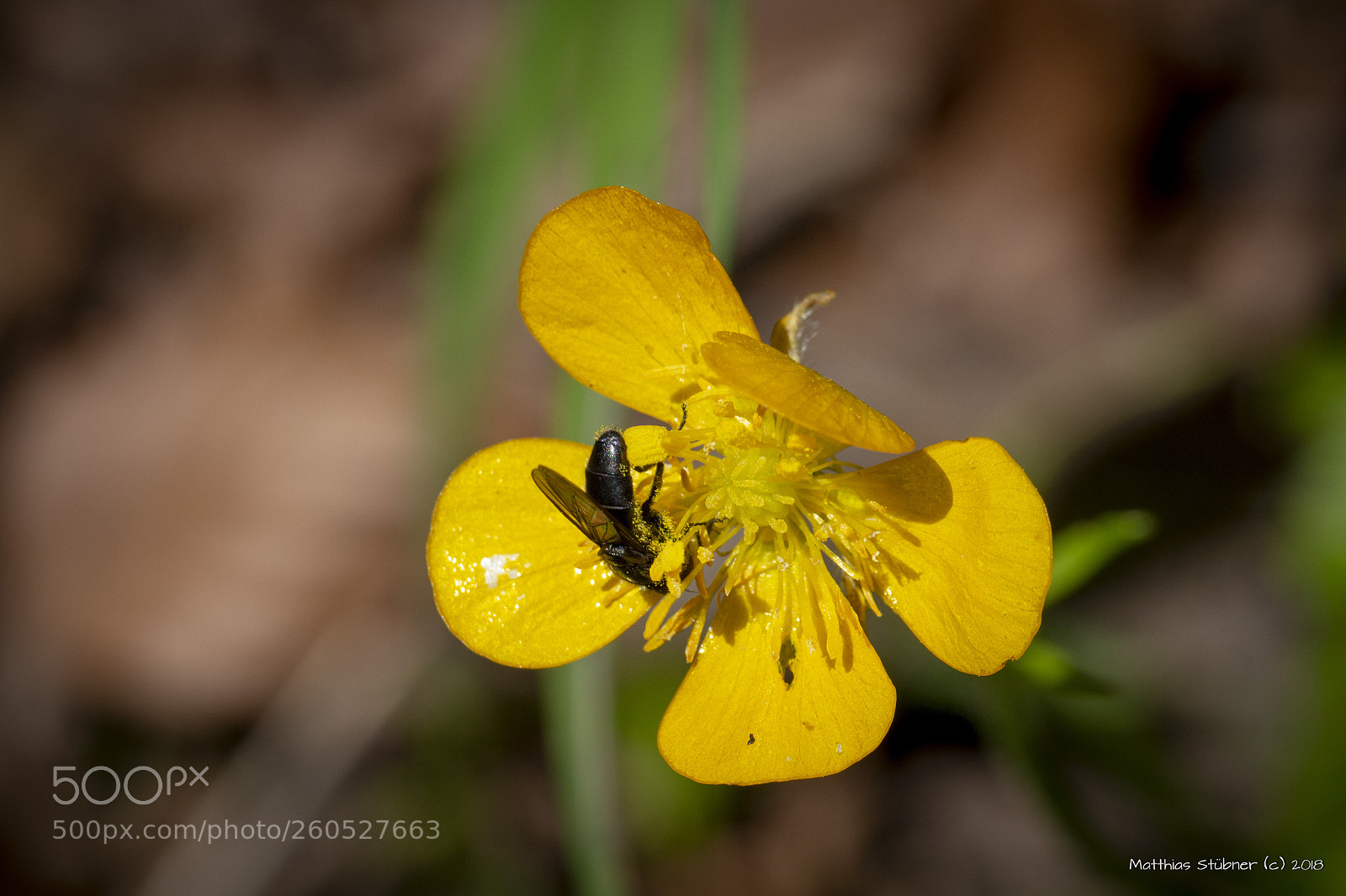 Canon EOS 700D (EOS Rebel T5i / EOS Kiss X7i) sample photo. Honey collection photography