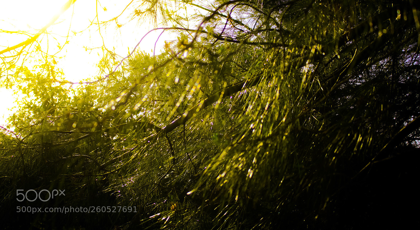 Canon EOS 7D sample photo. Untitled photography