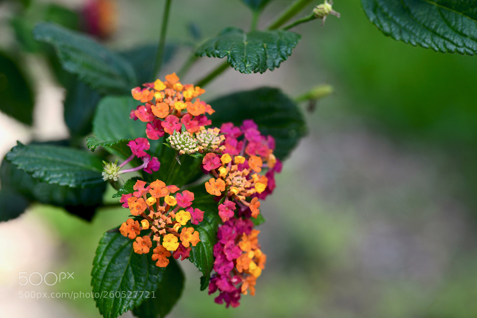 Nikon D610 sample photo. Flowers (dcx_2457) photography