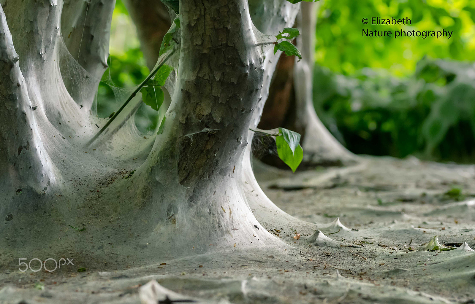 Sigma 105mm F2.8 EX DG OS HSM sample photo. Orchard ermine embedded trees photography