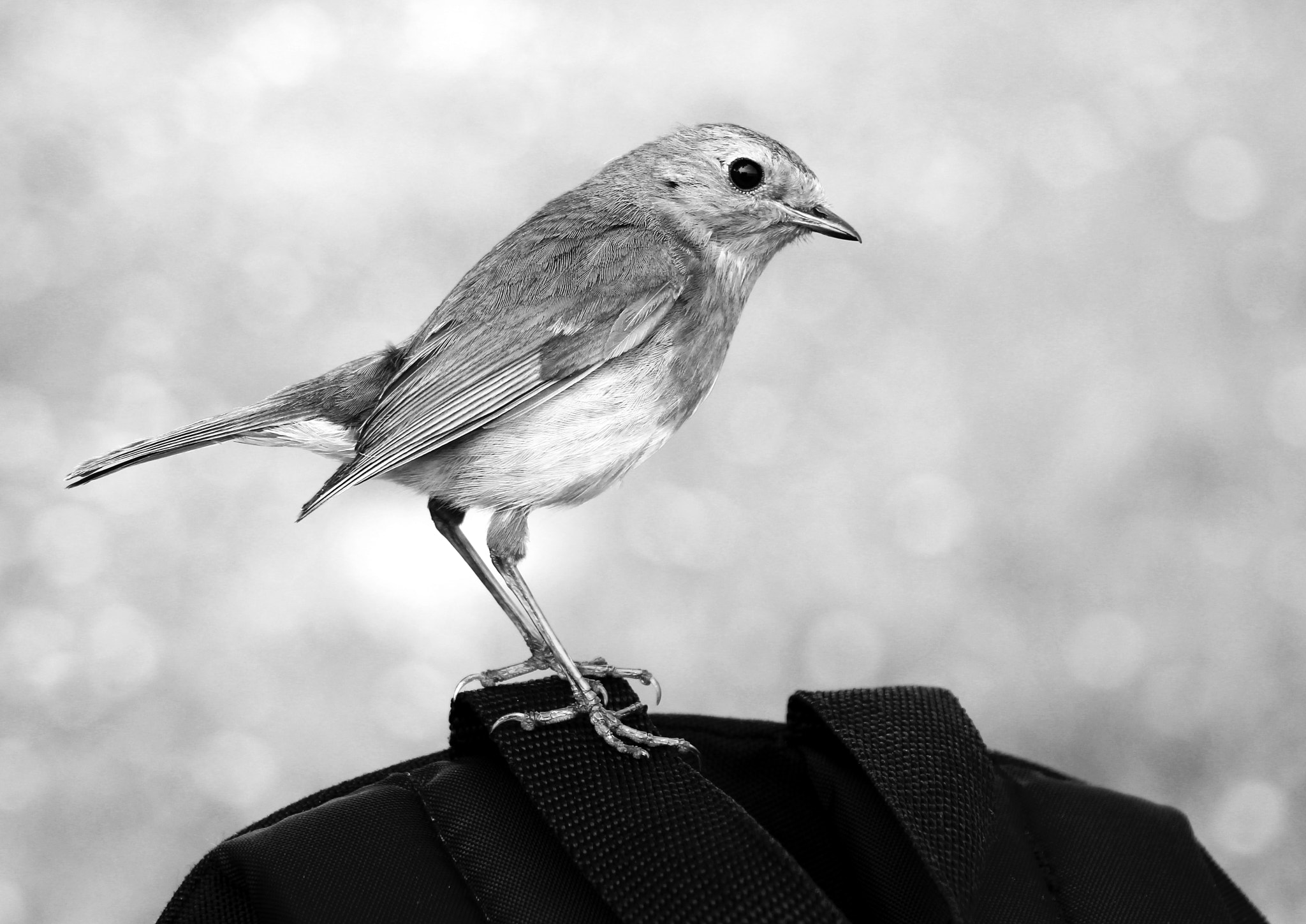Canon EOS 550D (EOS Rebel T2i / EOS Kiss X4) sample photo. Black & white robin photography