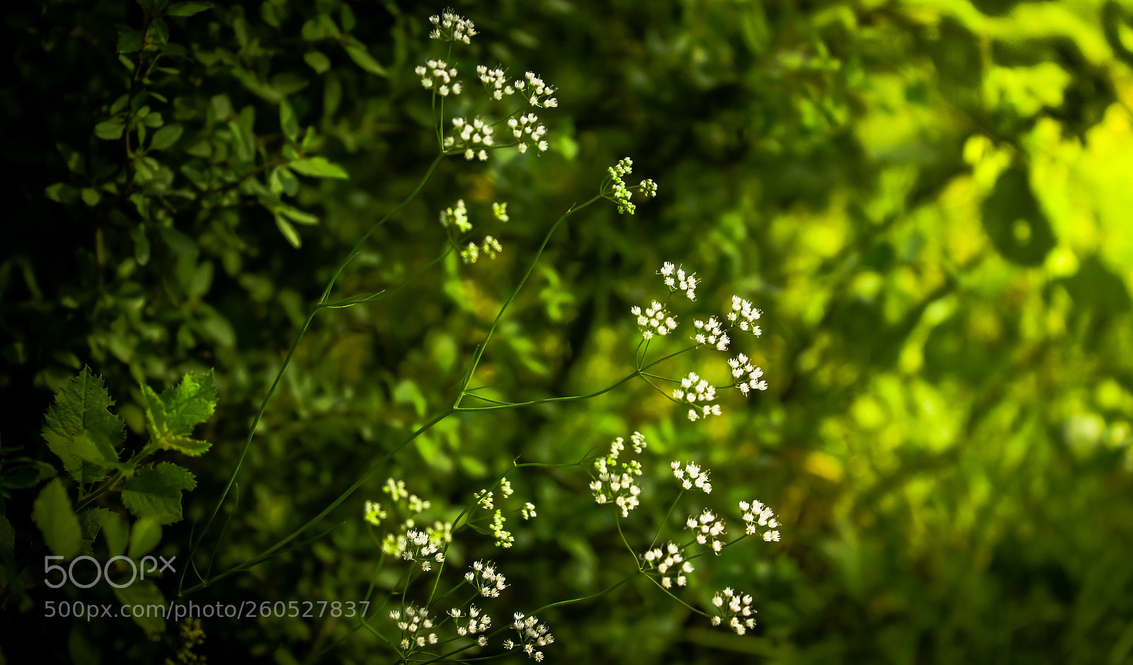 Canon EOS 7D sample photo. Untitled photography
