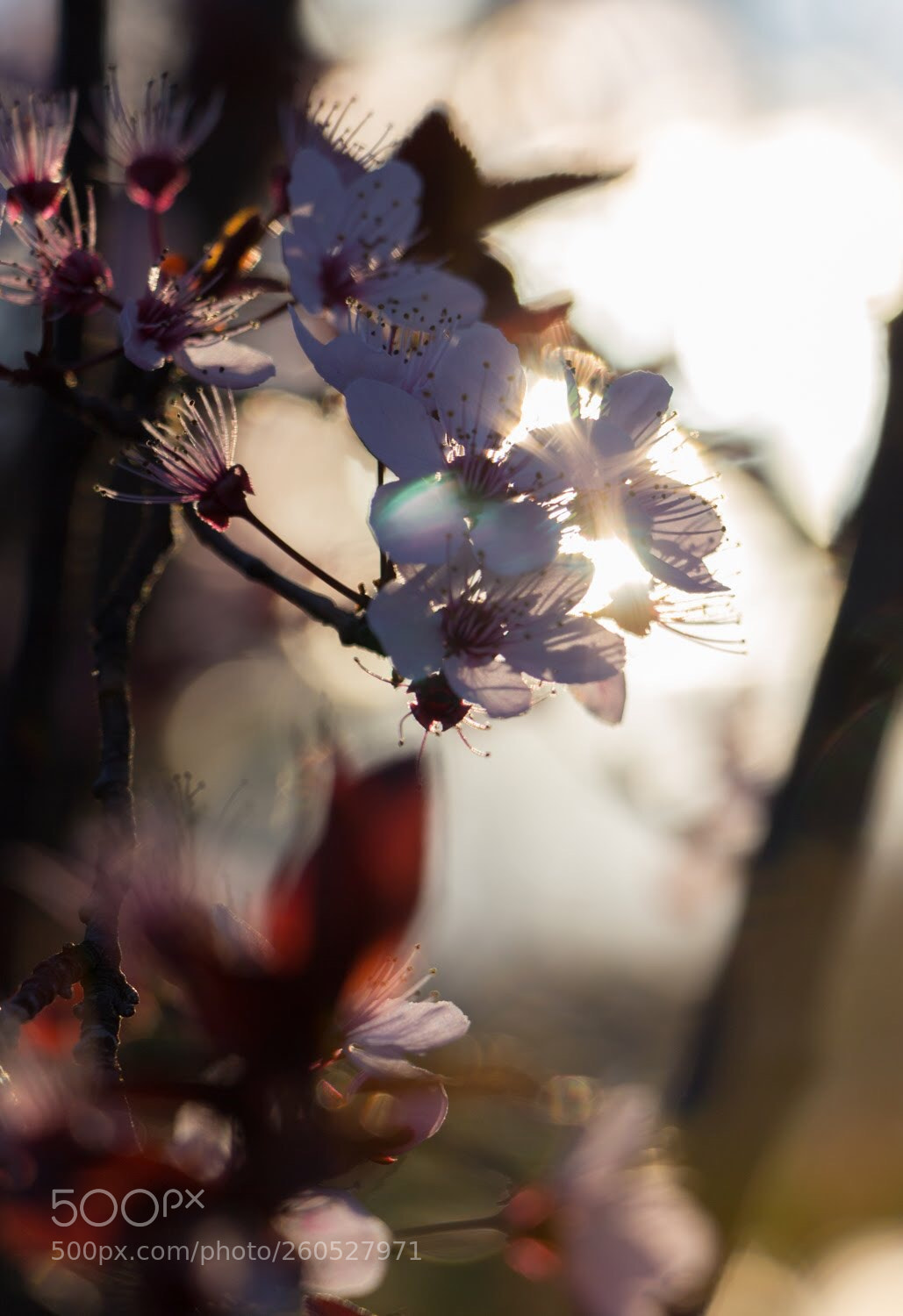 Canon EOS 700D (EOS Rebel T5i / EOS Kiss X7i) sample photo. Little flowers... photography