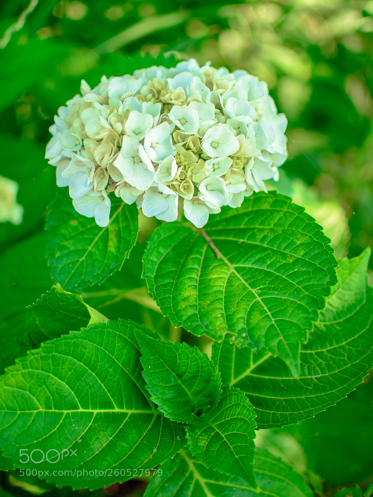 Nikon D5200 sample photo. White hydrangea 白色绣球花 photography