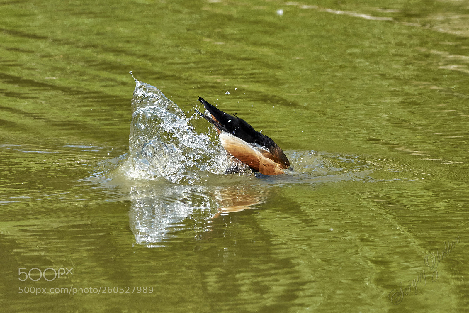 Nikon D7100 sample photo. Go under the water photography
