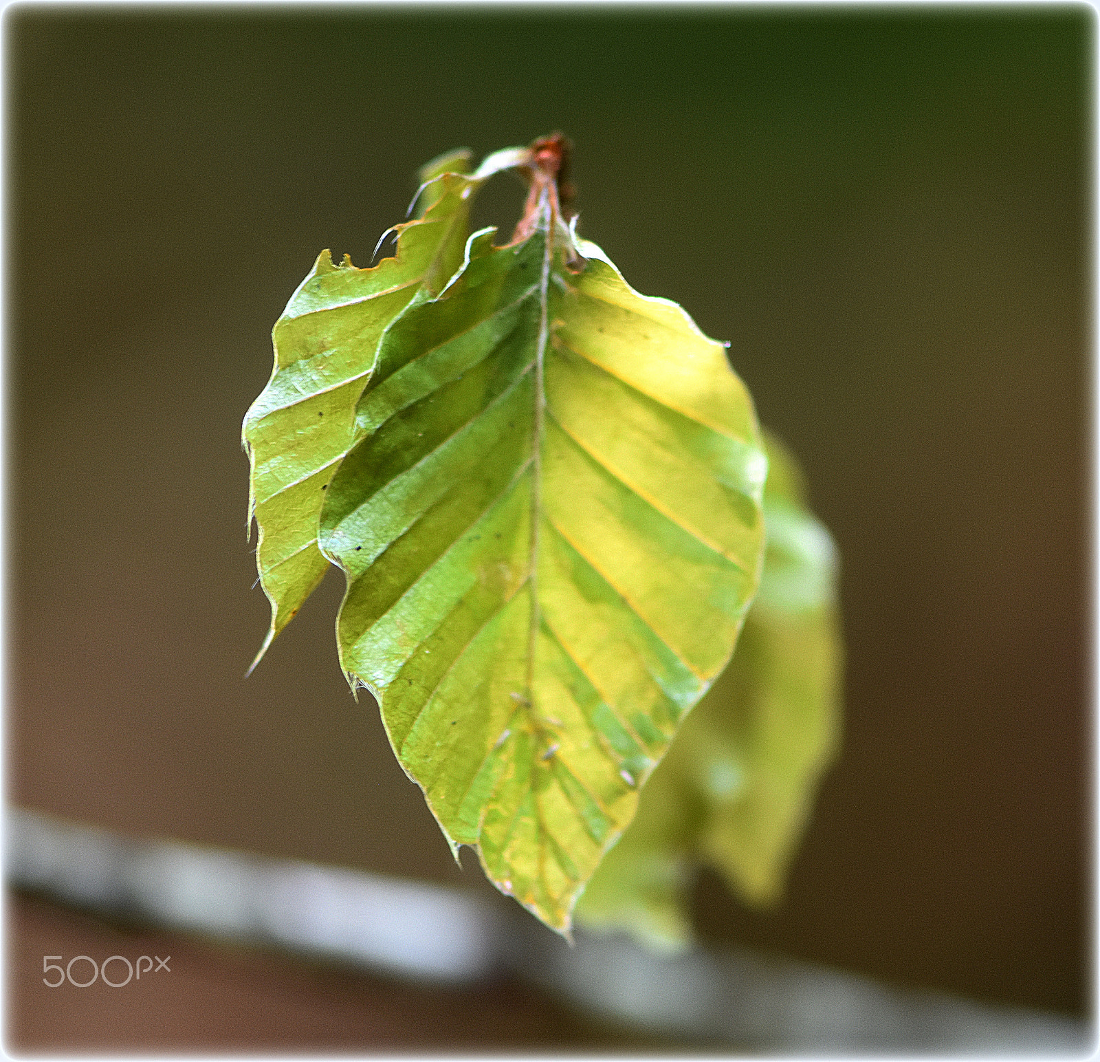 Nikon AF-S Micro-Nikkor 105mm F2.8G IF-ED VR sample photo. "lindgreen" photography
