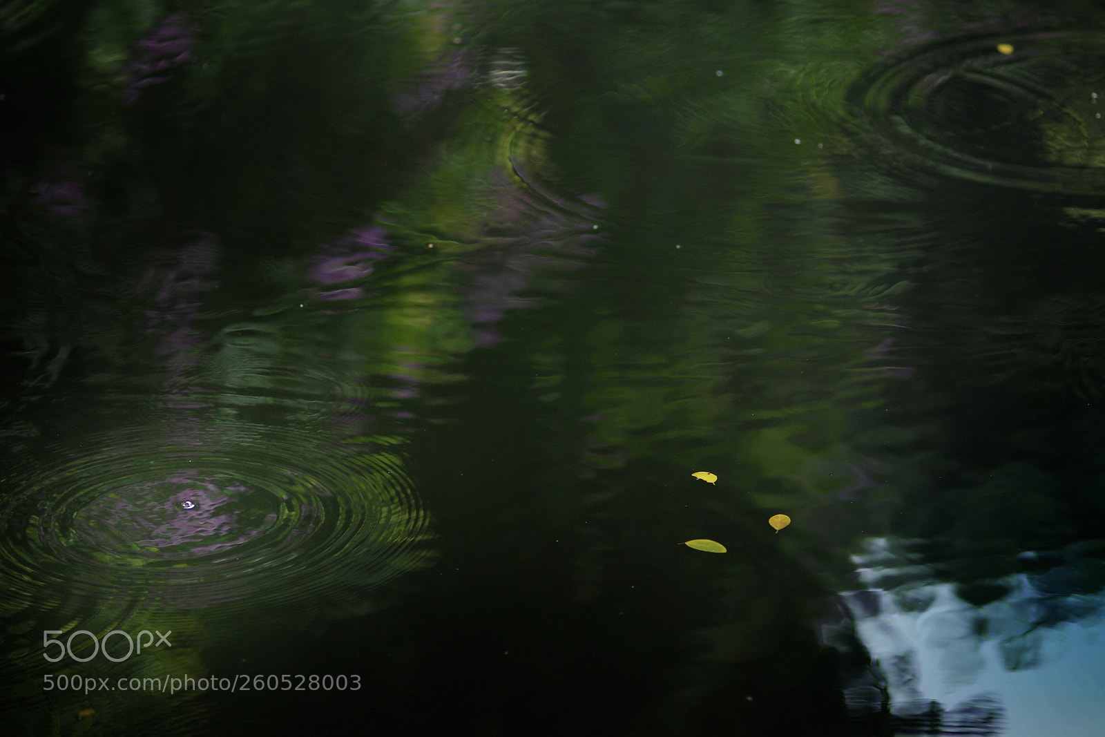 Canon EOS 5DS R sample photo. Raining day photography