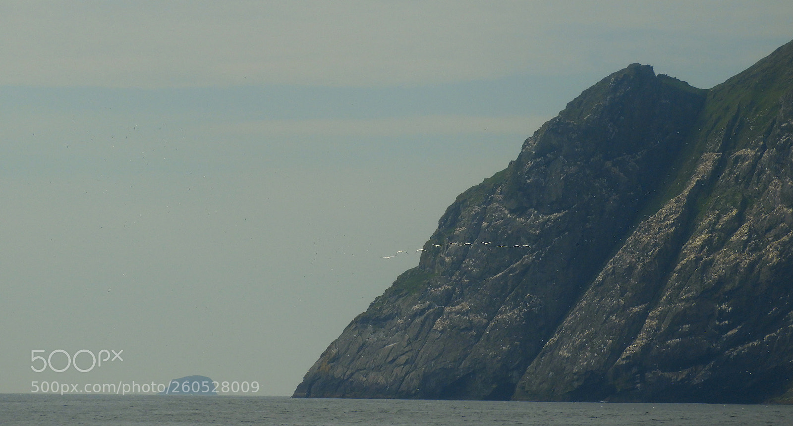 Nikon Coolpix B700 sample photo. Flock of gannets near photography