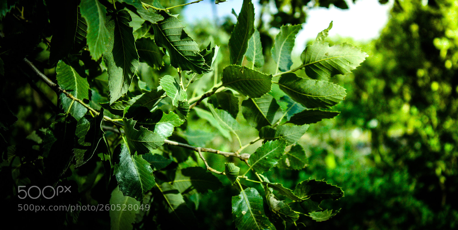 Canon EOS 7D sample photo. Untitled photography