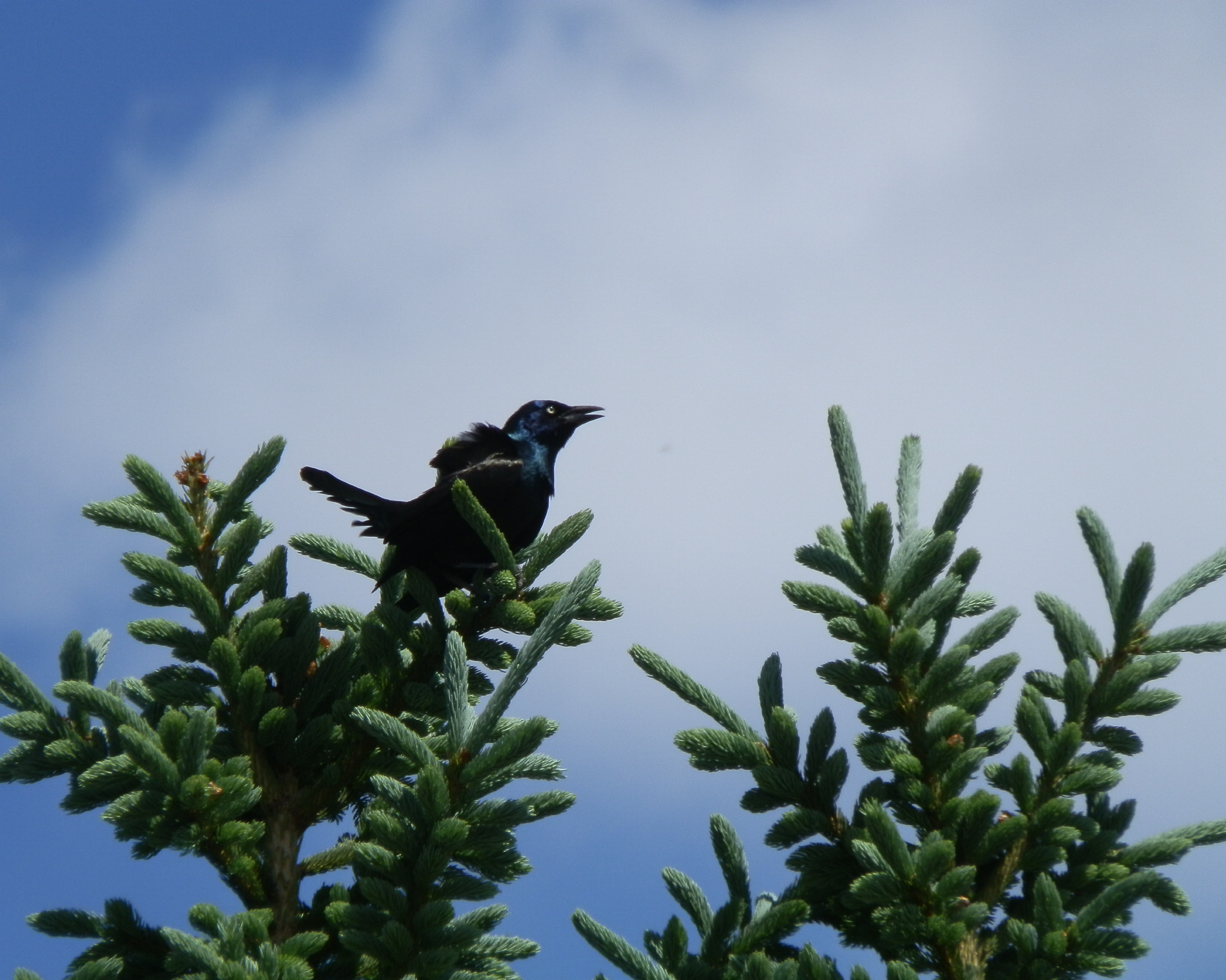 Olympus SP-610UZ sample photo. Blackbird singing in the afternoon photography