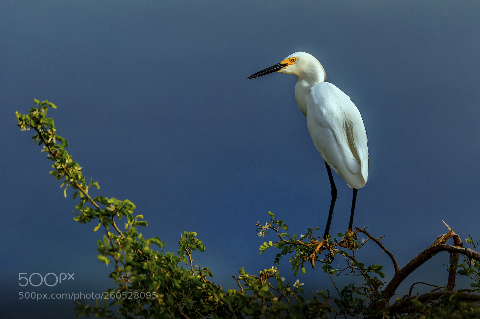 Canon EOS 5D Mark IV sample photo. Garza pie-dorado (egretta thula) photography