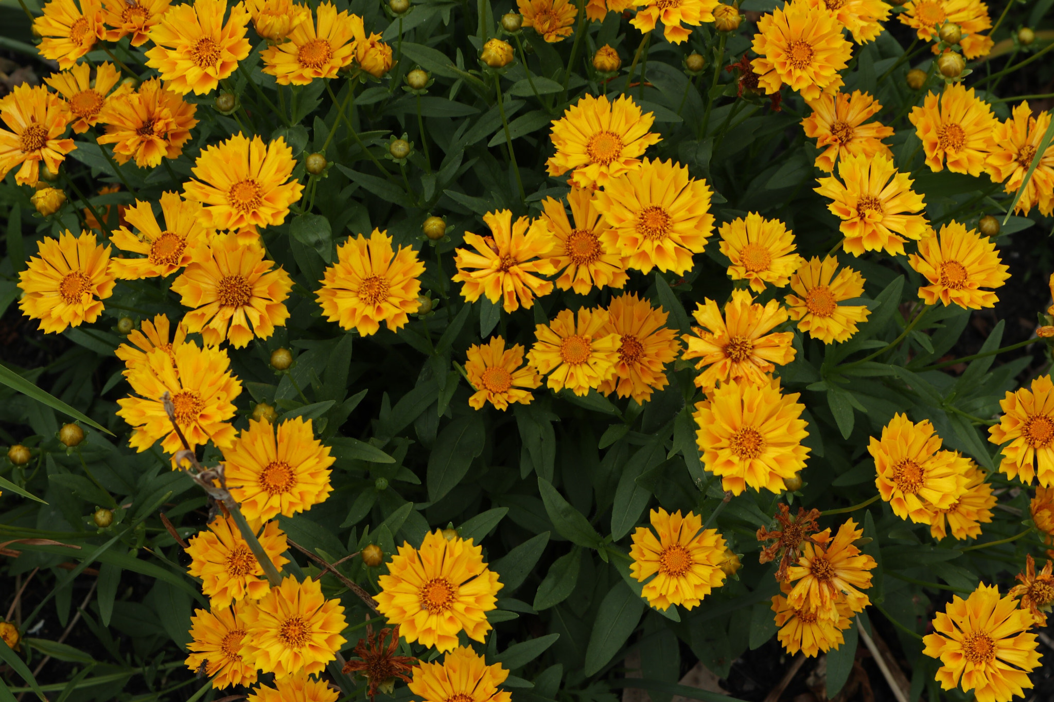 Canon EOS M100 sample photo. These are pretty photography