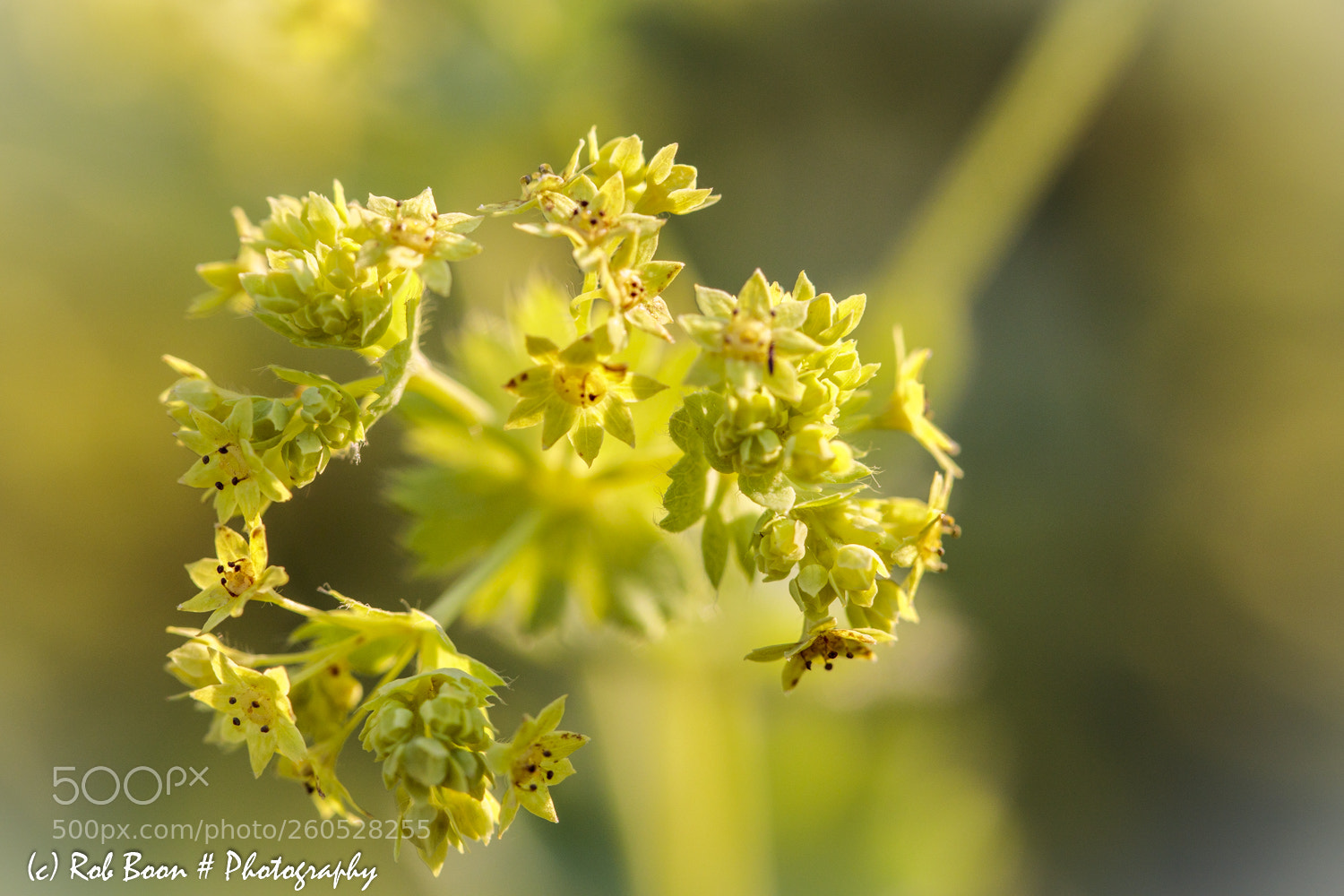 Canon EOS 5DS sample photo. Vrouwenmantel photography