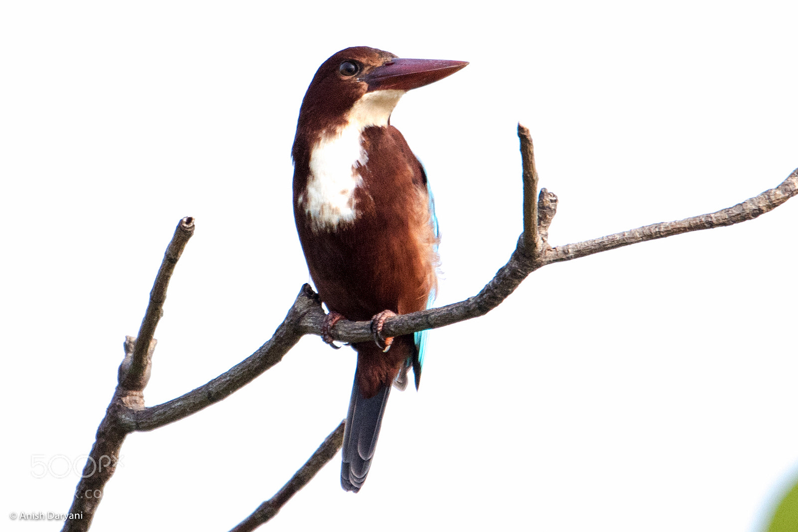 Nikon D810 sample photo. Blue throated kingfisher photography