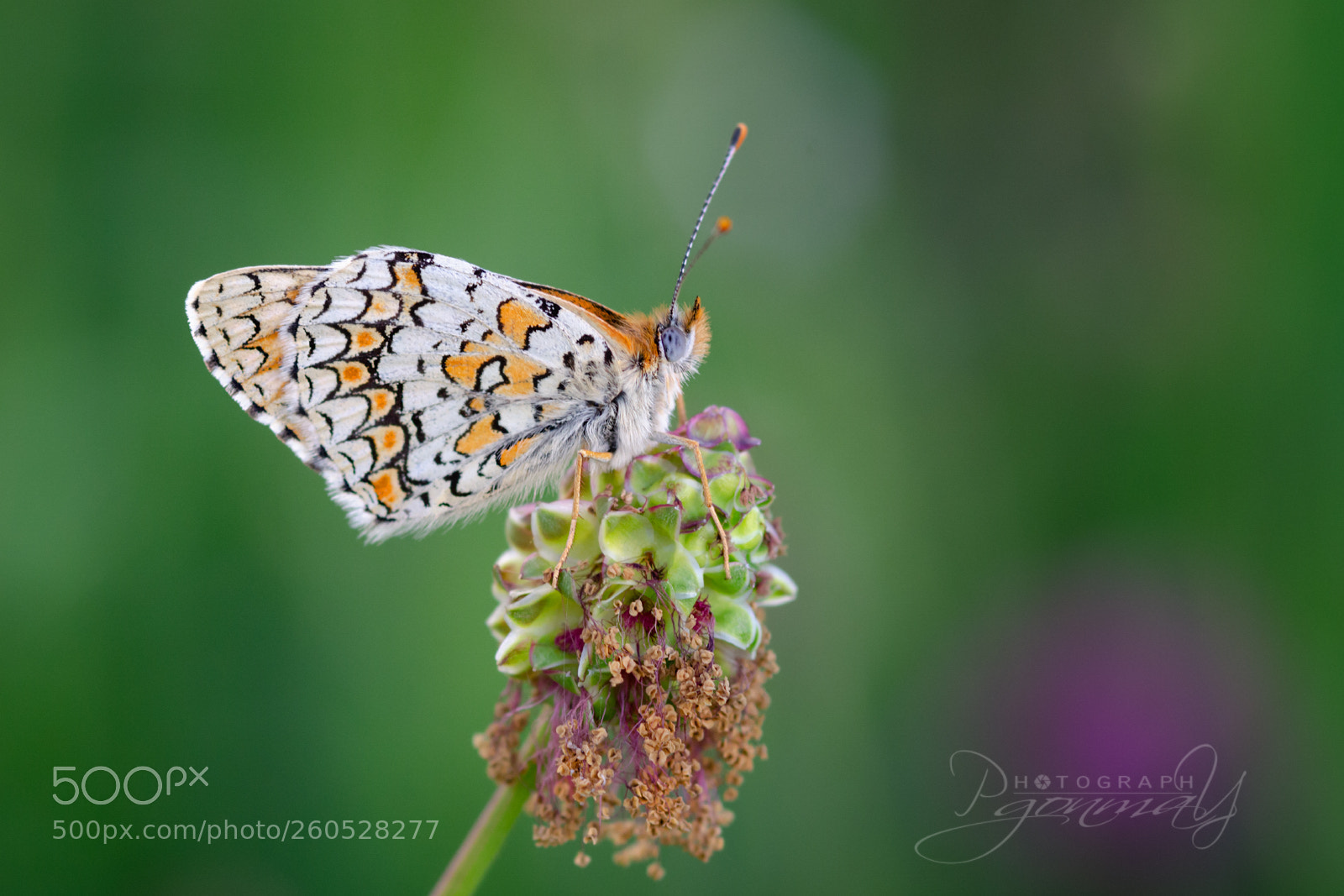 Nikon D7000 sample photo. Melitaea phoebe photography