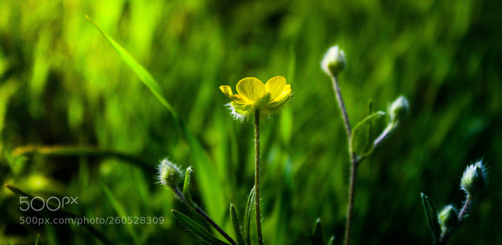 Canon EOS 7D sample photo. Untitled photography