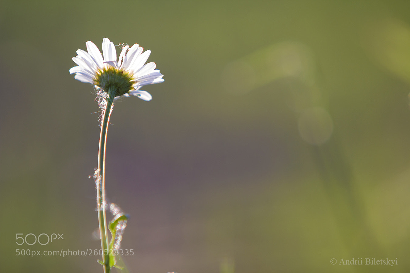 Canon EOS 60D sample photo. Untitled photography