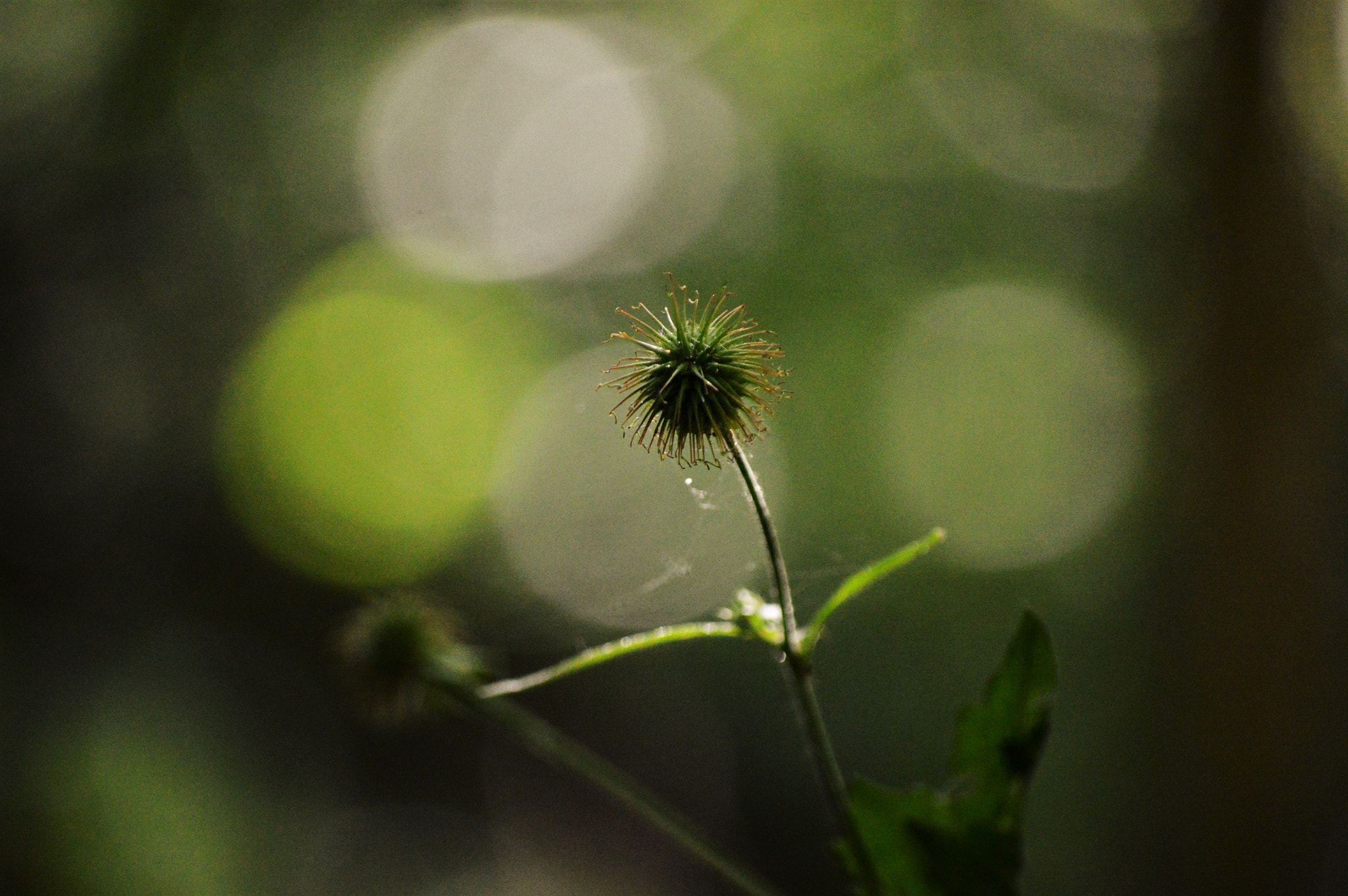 Nikon D3200 sample photo