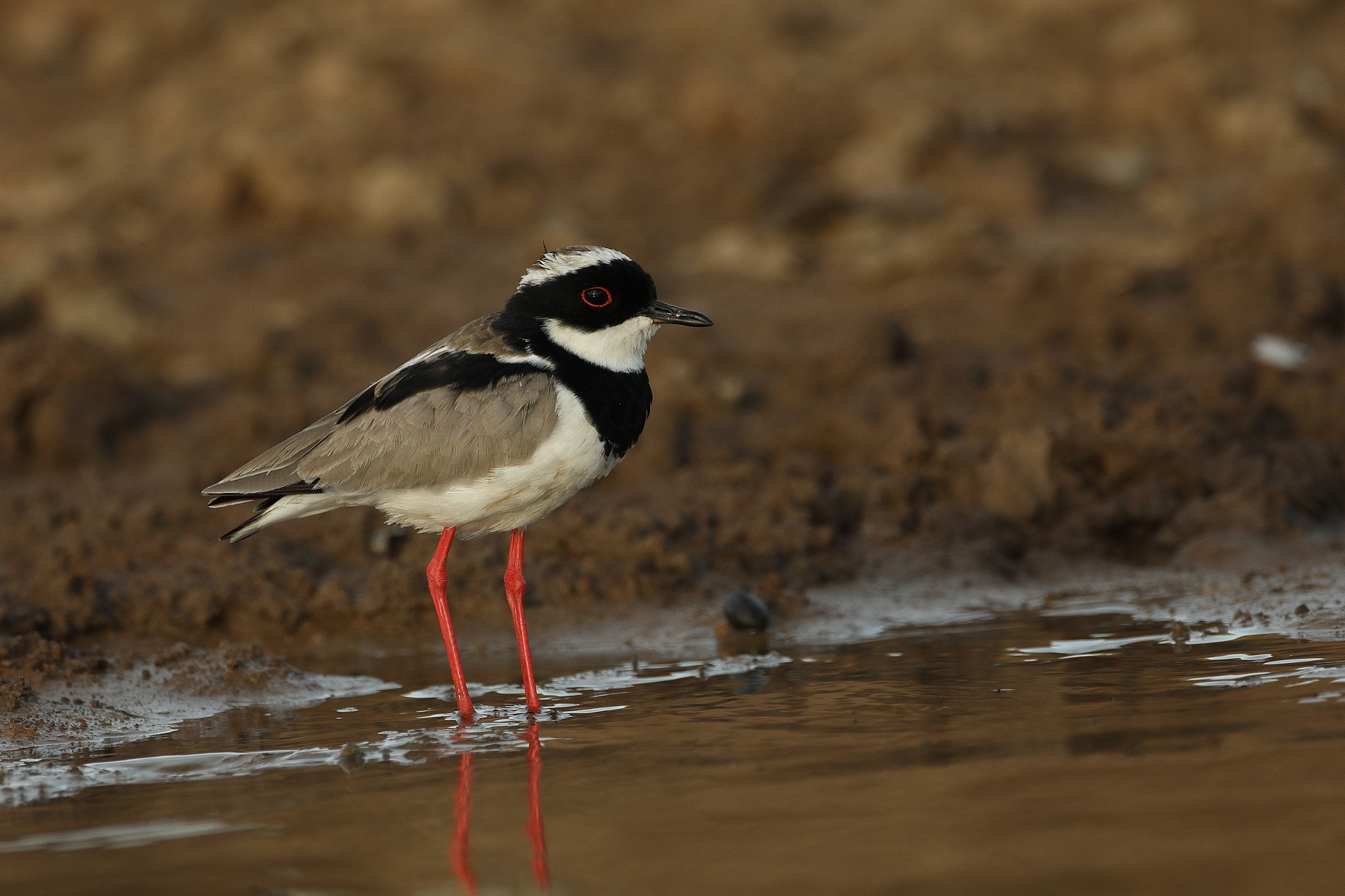 Canon EF 500mm F4L IS USM sample photo. Pied plover - avefria de cayena photography