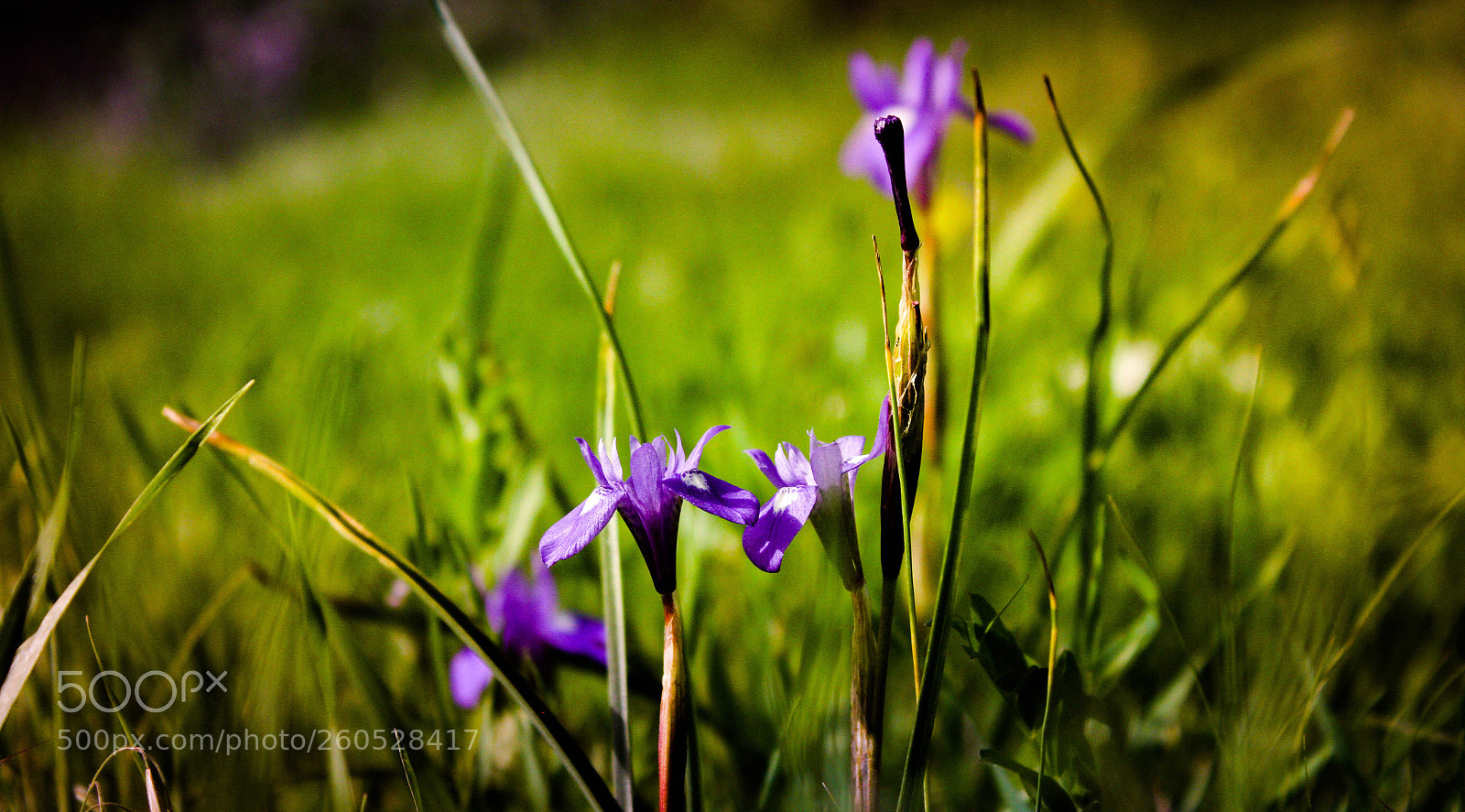 Canon EOS 7D sample photo. Untitled photography