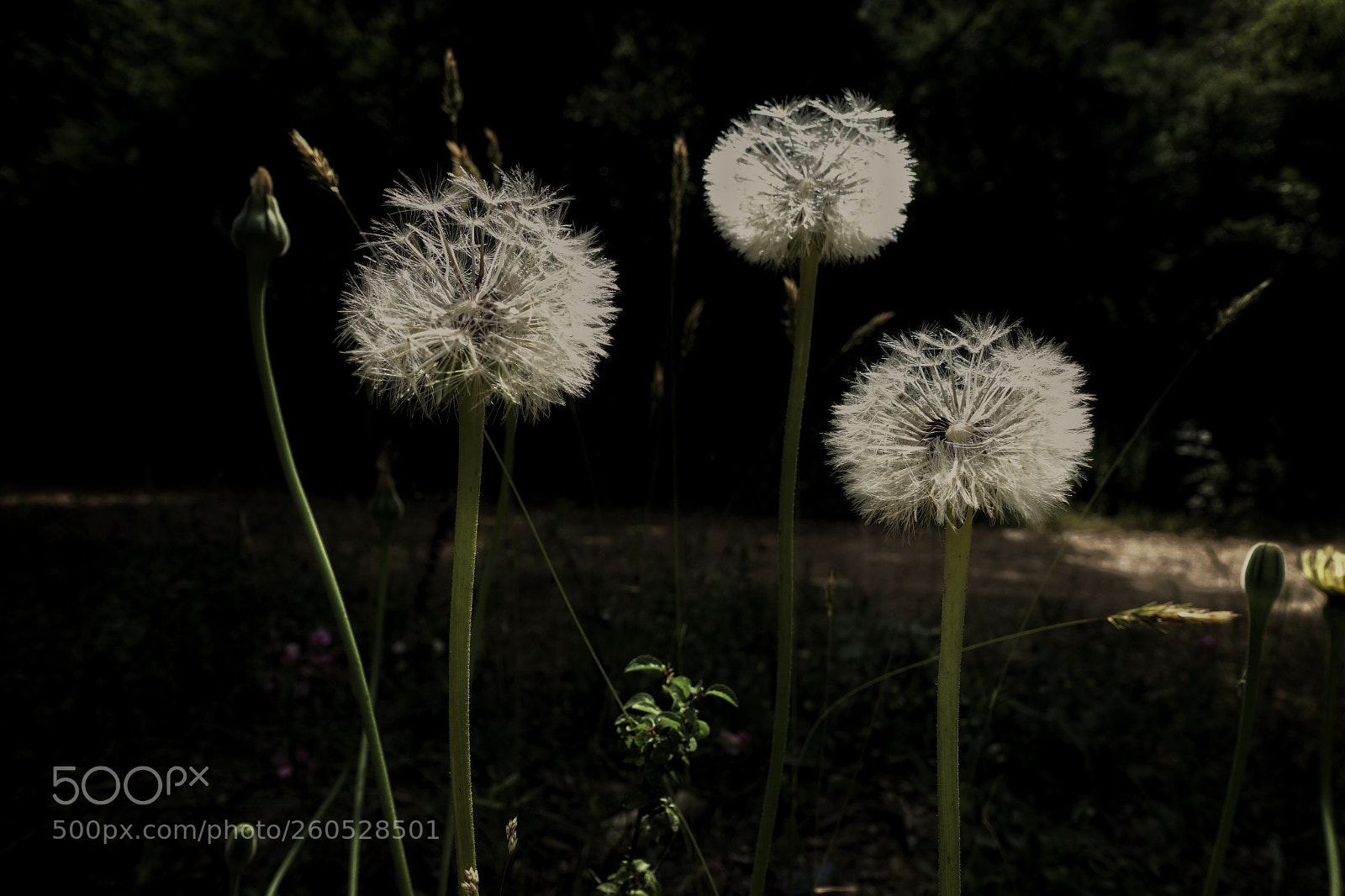 Sony Cyber-shot DSC-RX100 III sample photo. Taraxacum officionale. photography