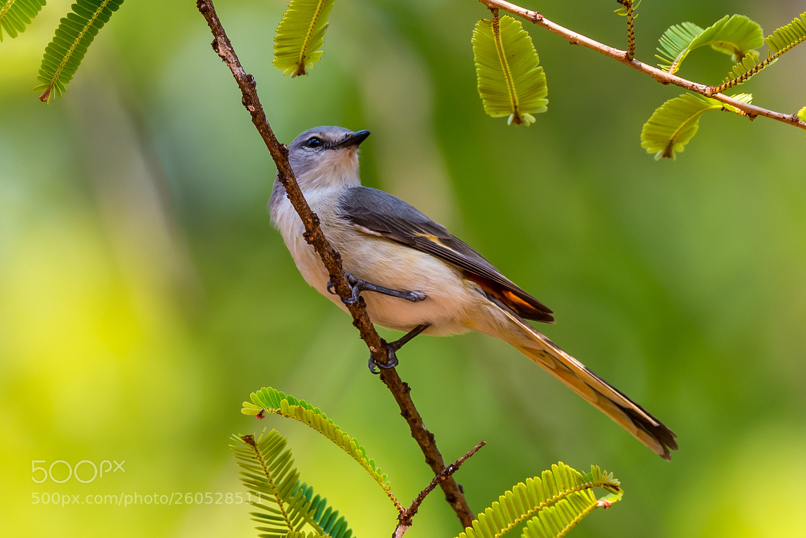 Nikon D500 sample photo. Perfectly preened prinia photography