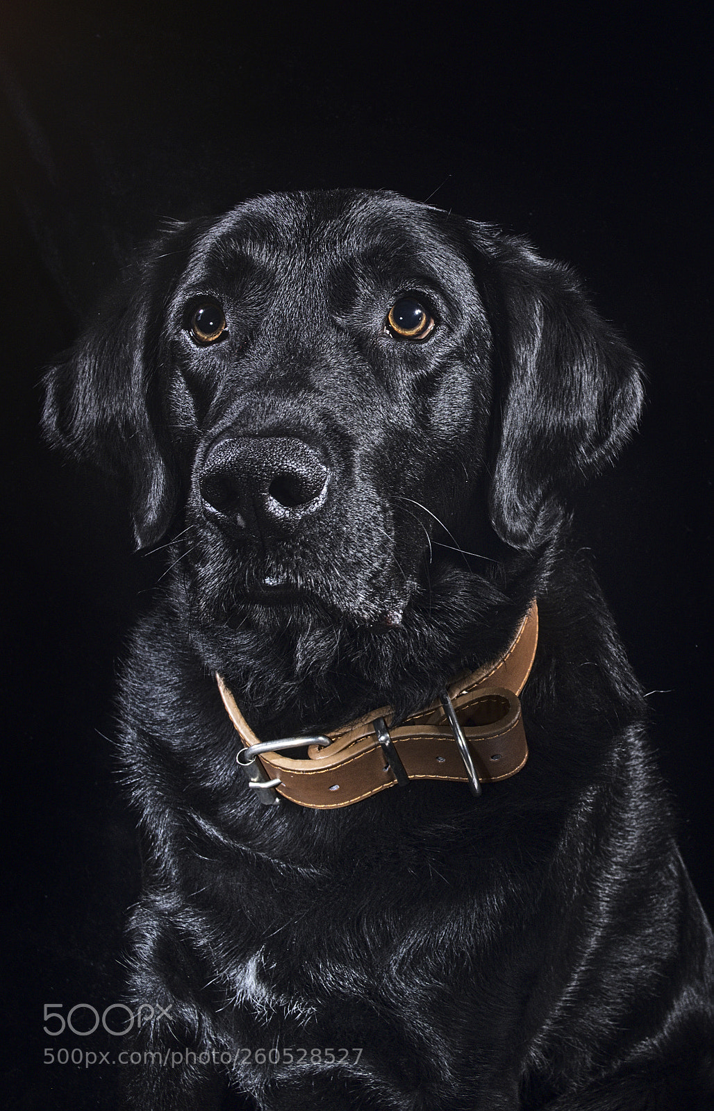 Fujifilm X-T20 sample photo. Black dog known as photography