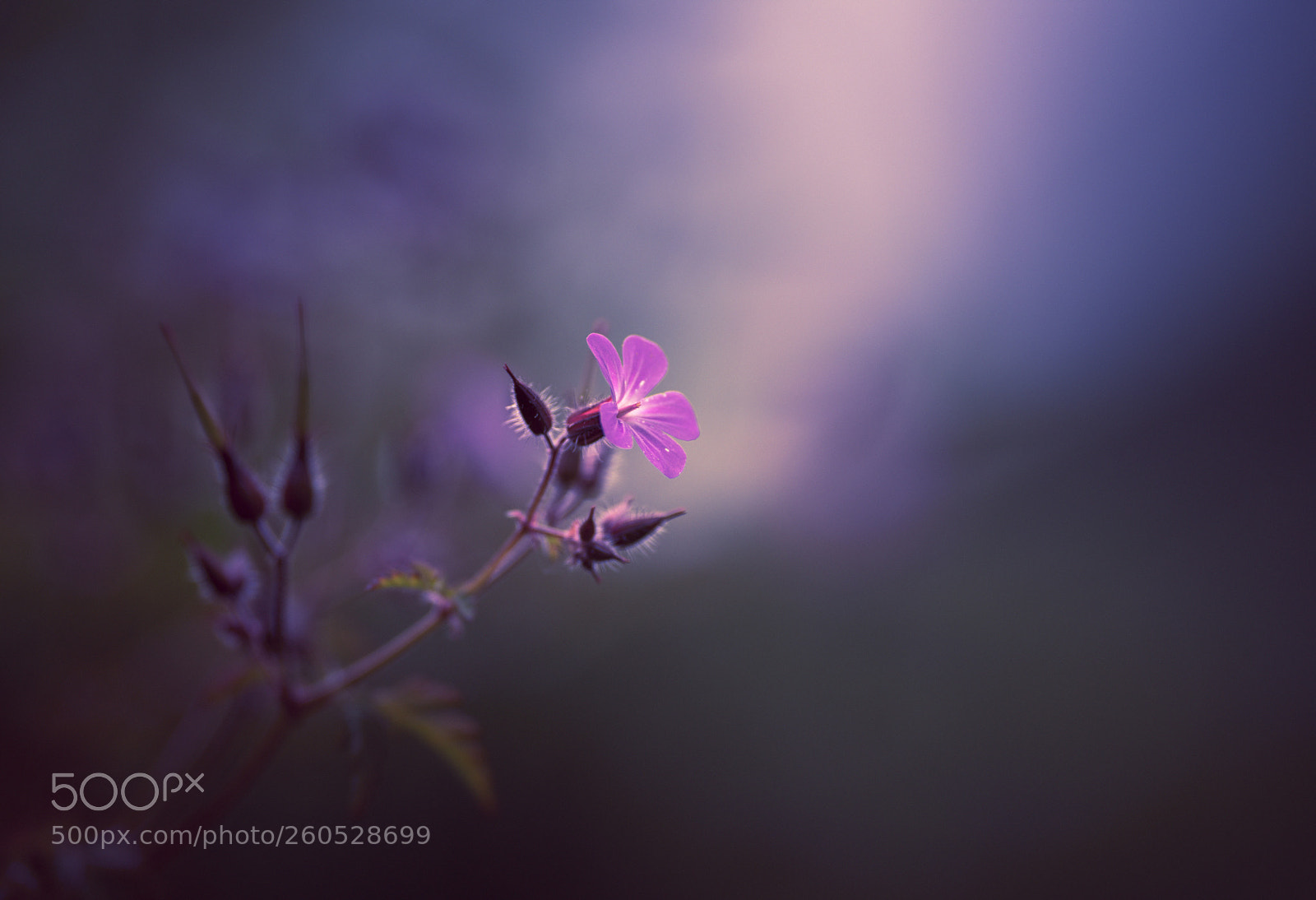 Nikon D7200 sample photo. Géranium herbe à robert photography