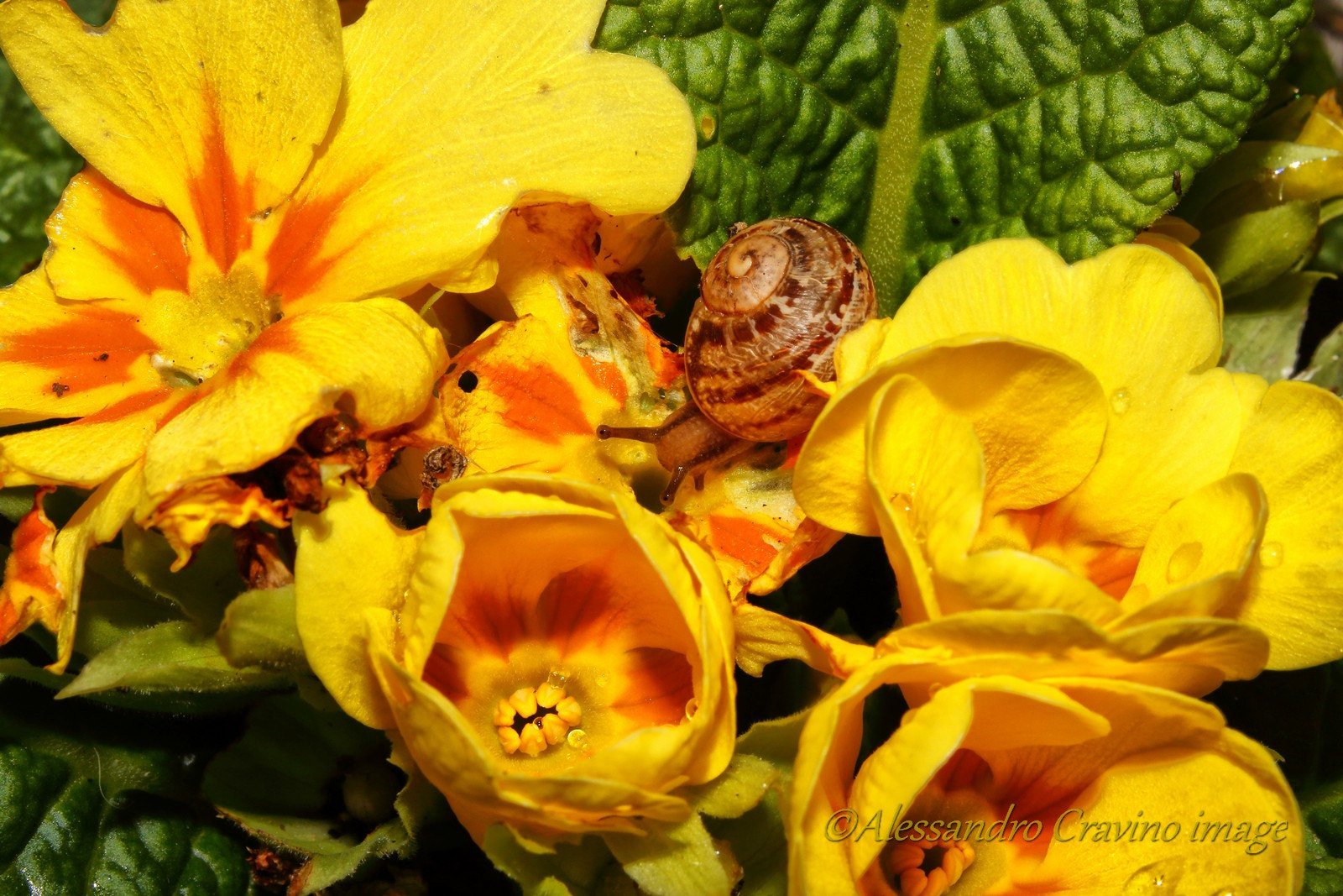 Canon EF-S 18-55mm F3.5-5.6 IS sample photo. Snail on flowers photography