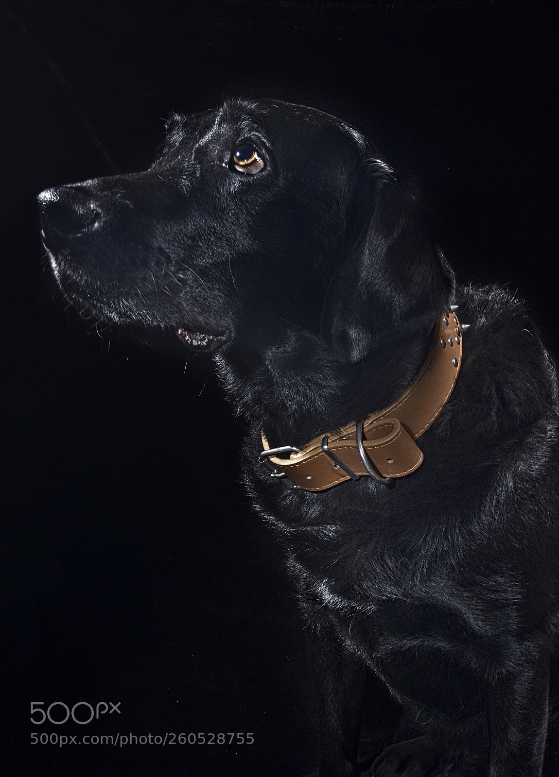Fujifilm X-T20 sample photo. Black dog known as photography