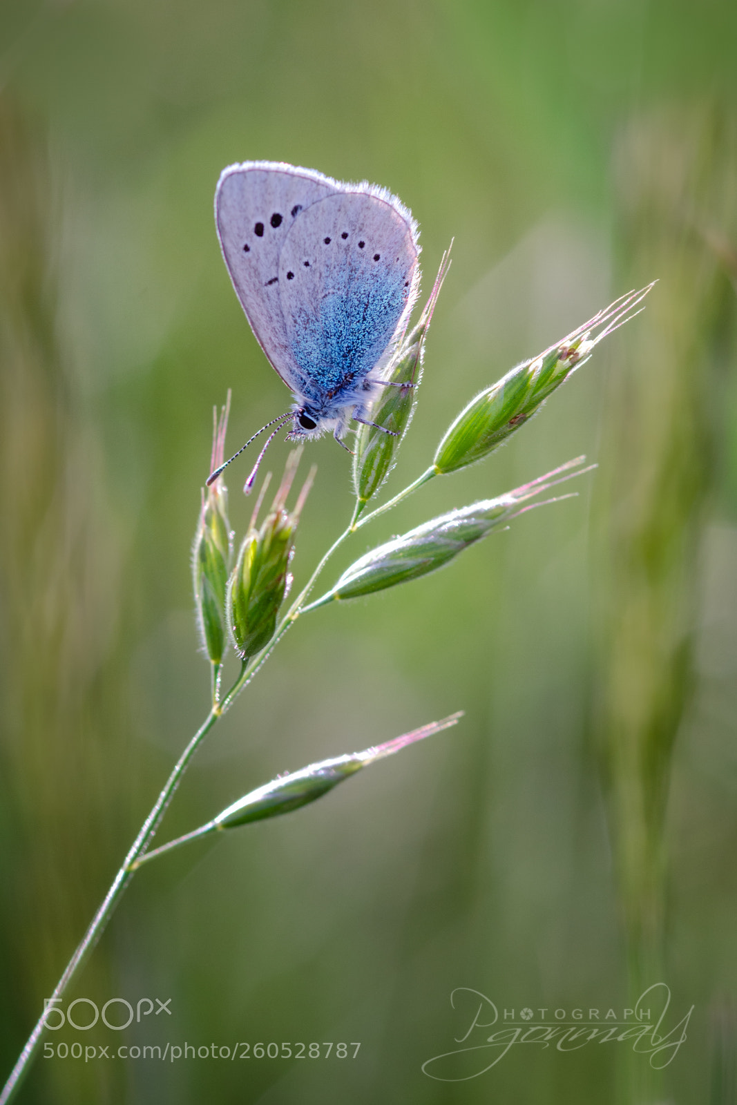 Nikon D7000 sample photo. Glaucopsyche melanops photography