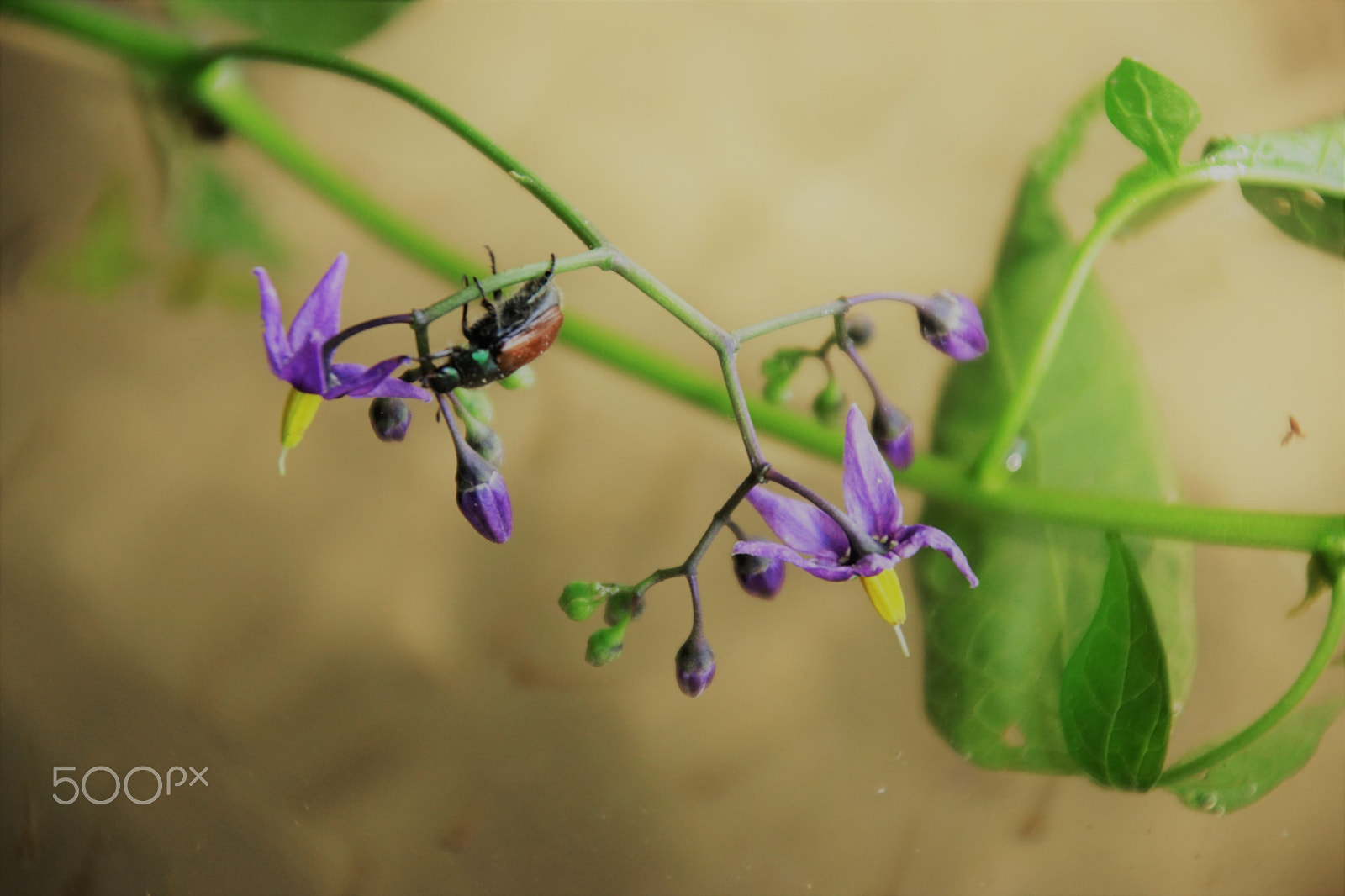Sony SLT-A68 sample photo. Robaczek photography