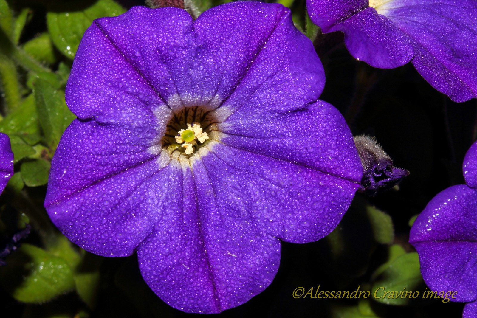 Canon EF-S 18-55mm F3.5-5.6 IS sample photo. Purple flower photography
