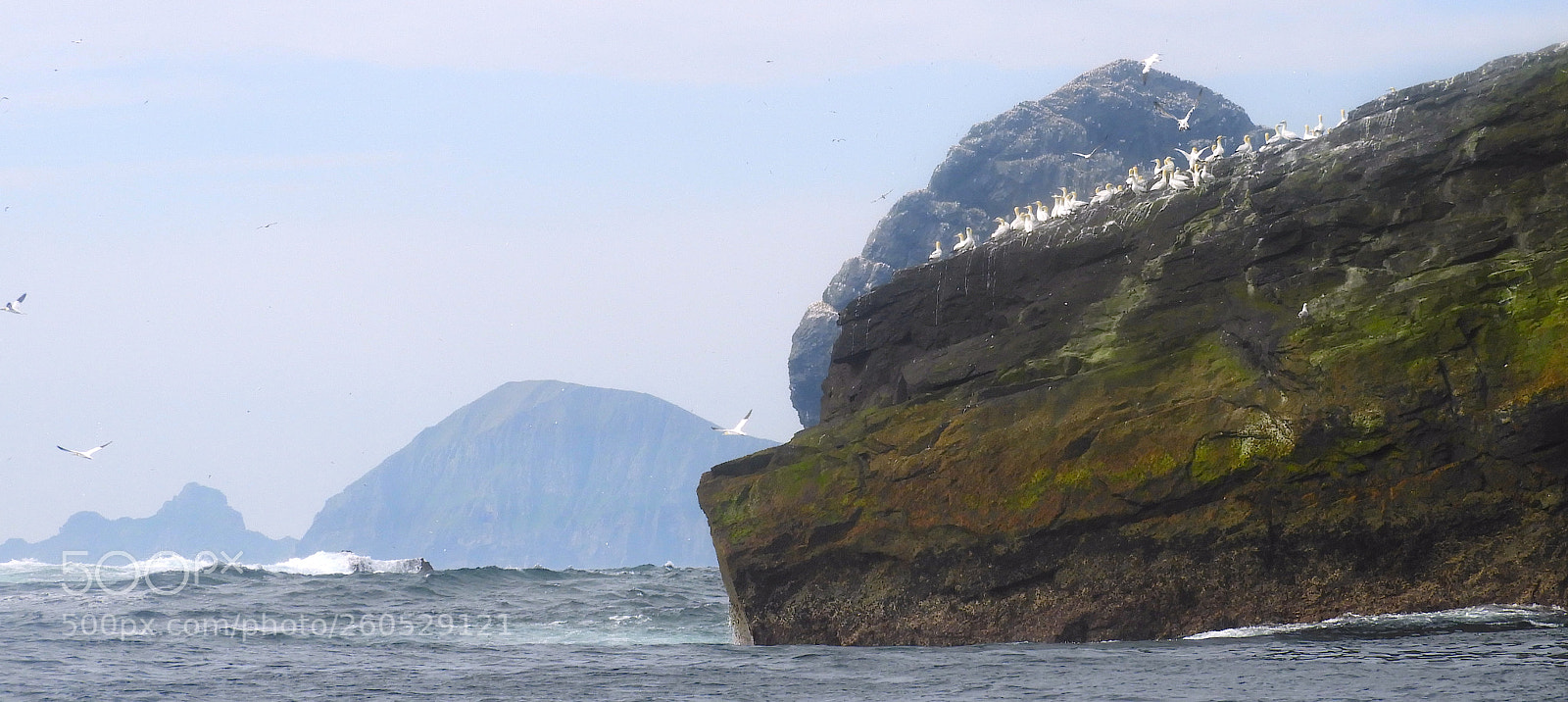 Nikon Coolpix B700 sample photo. Seabird colony on boreray photography