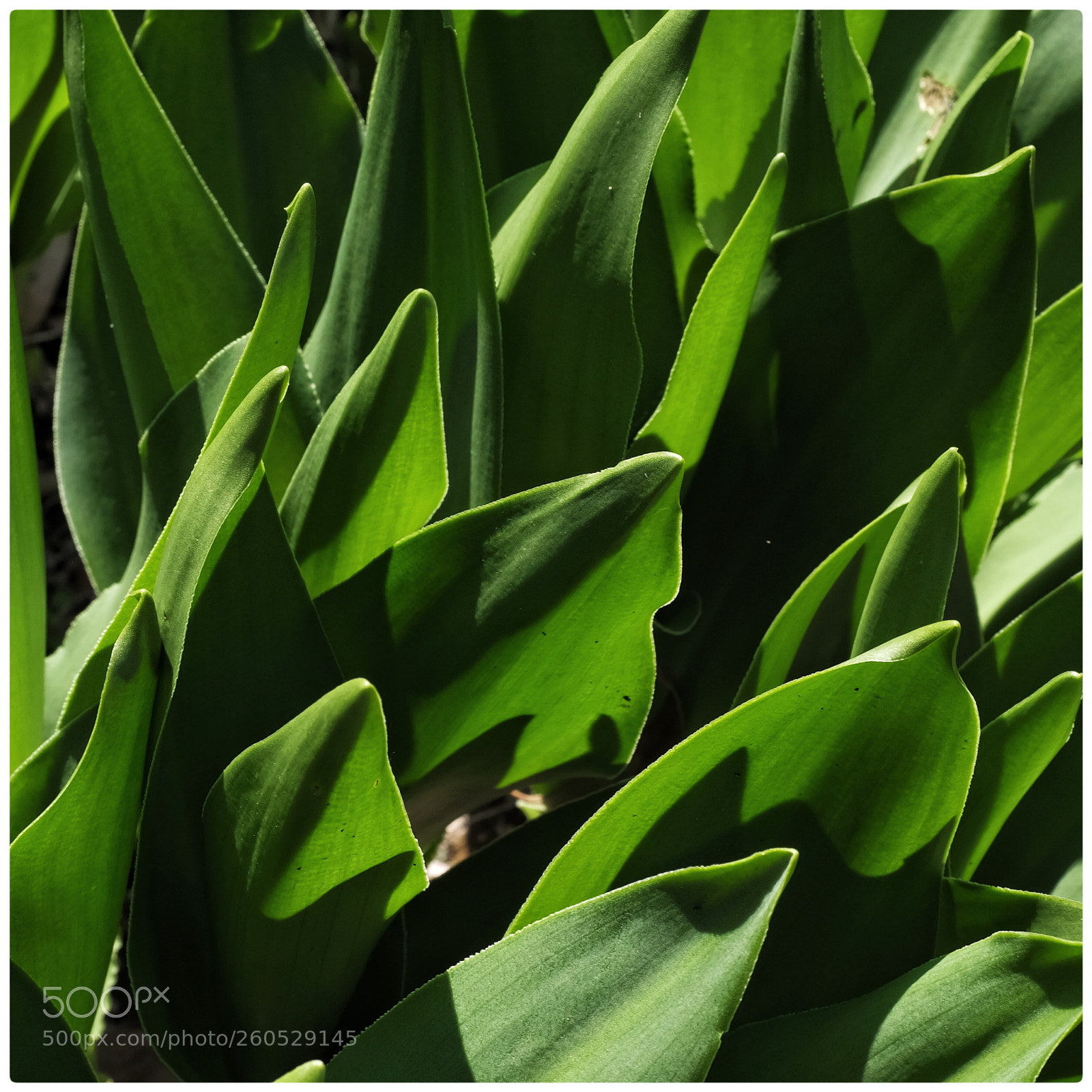 Fujifilm X100F sample photo. Garden photography