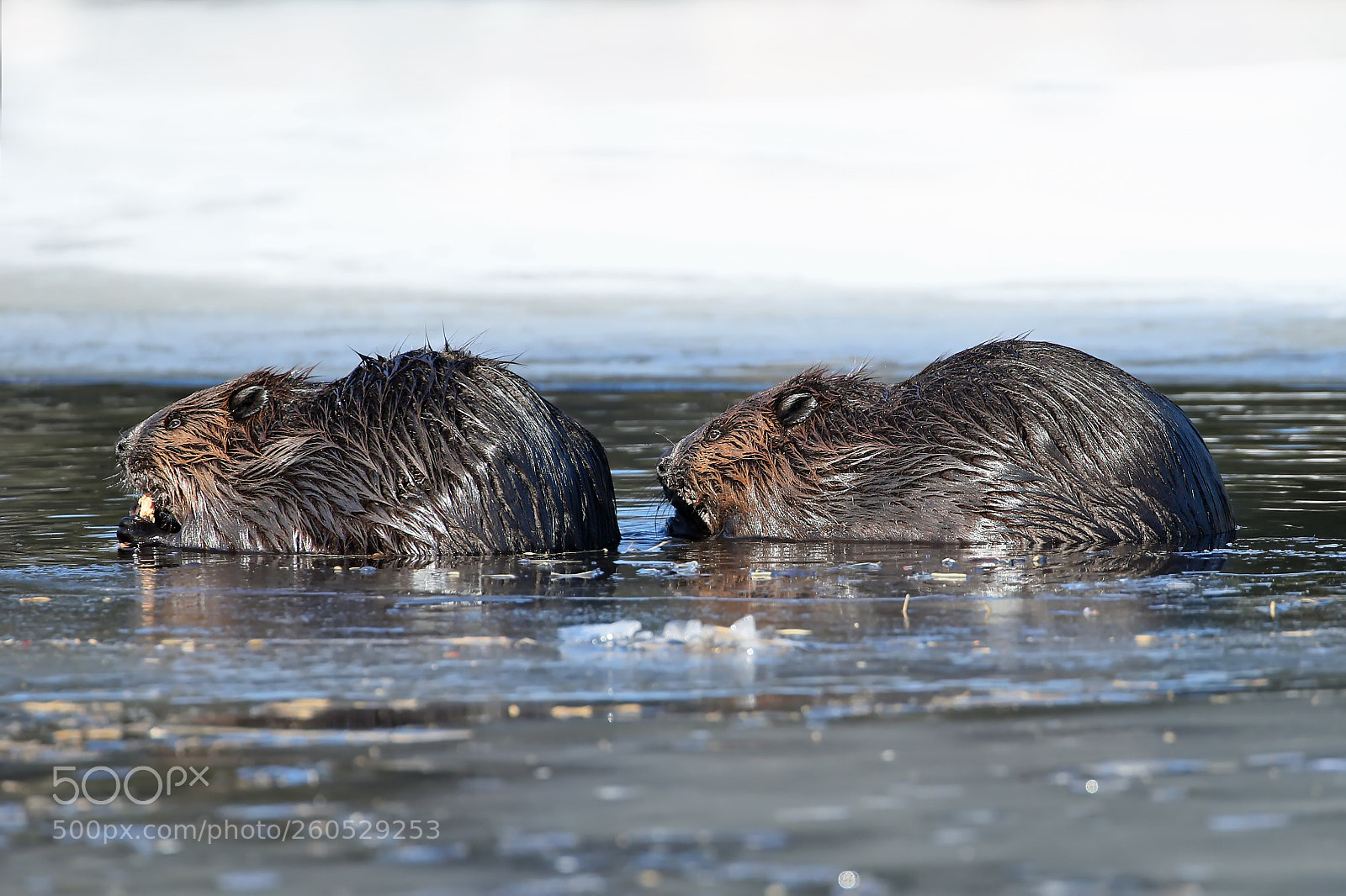 Canon EOS-1D X sample photo. North american beavers 9536 photography