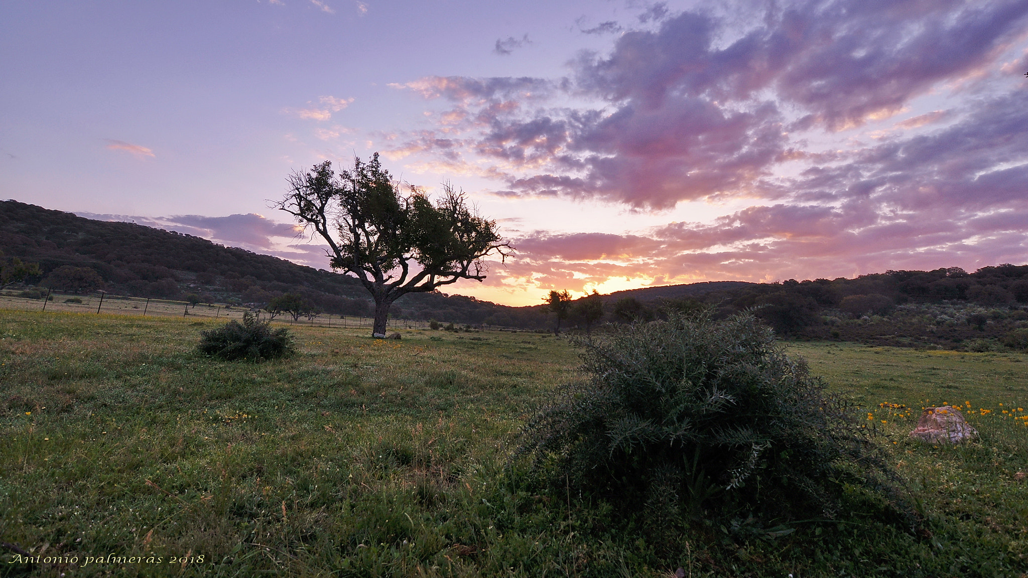 Nikon D90 sample photo. El cardo y el amanecer photography