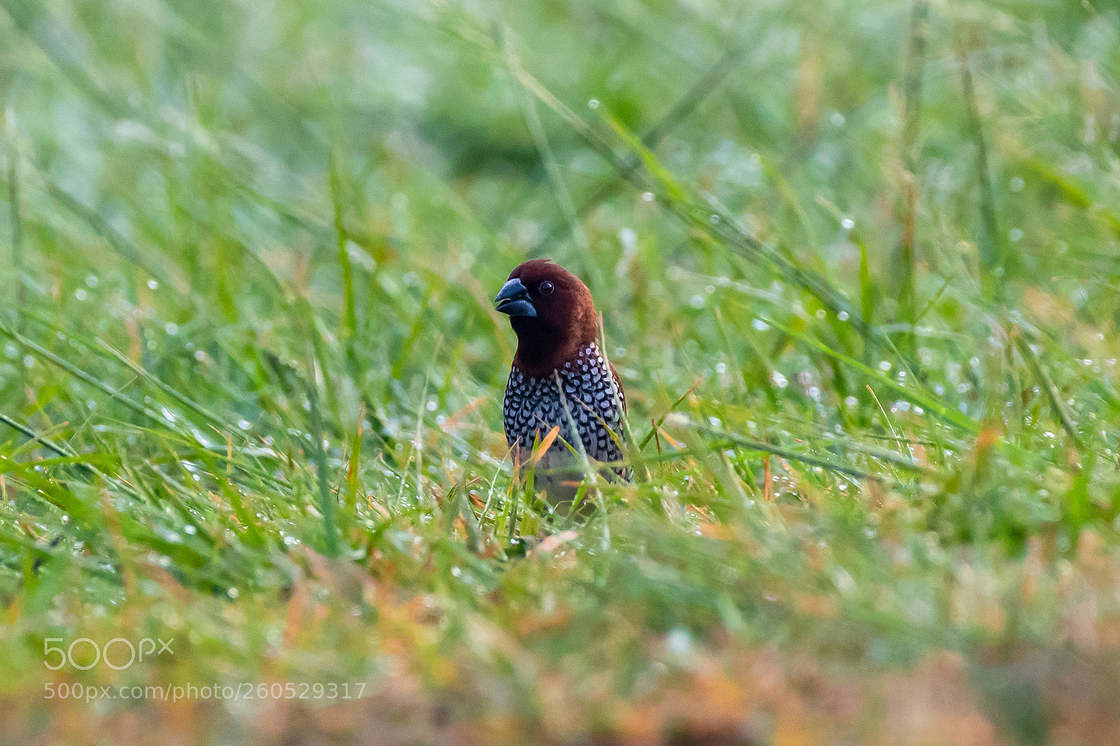 Nikon D500 sample photo. Fieldfare on a field photography