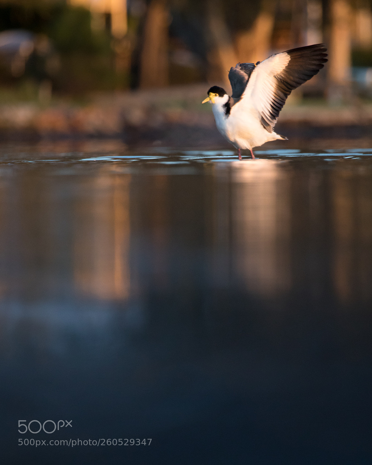 Canon EOS 5D Mark IV sample photo. Masked lapwing photography