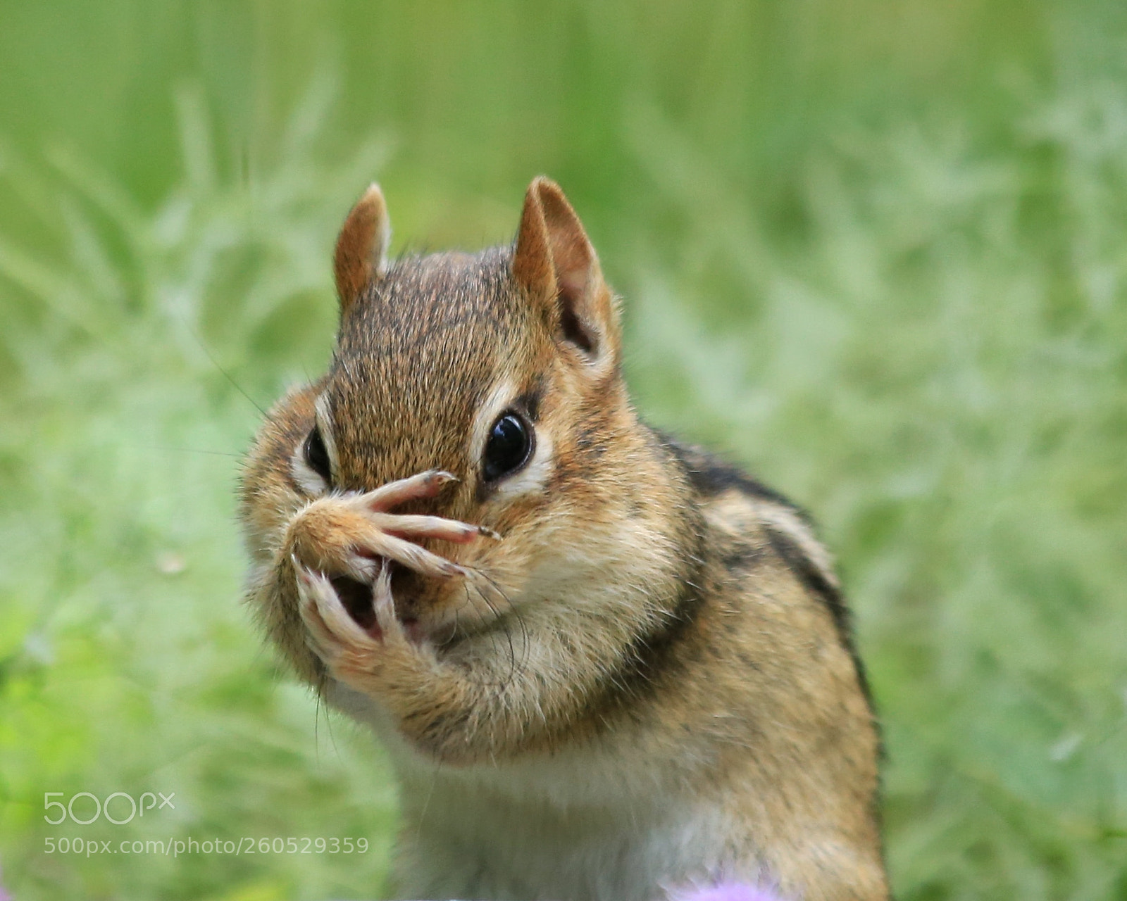 Canon EOS 6D sample photo. Chipmunk photography