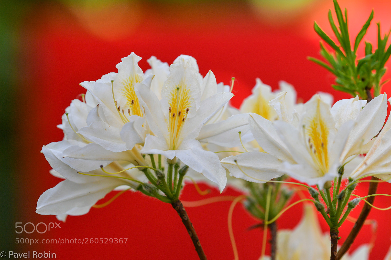 Nikon D5 sample photo. Rhododendron photography