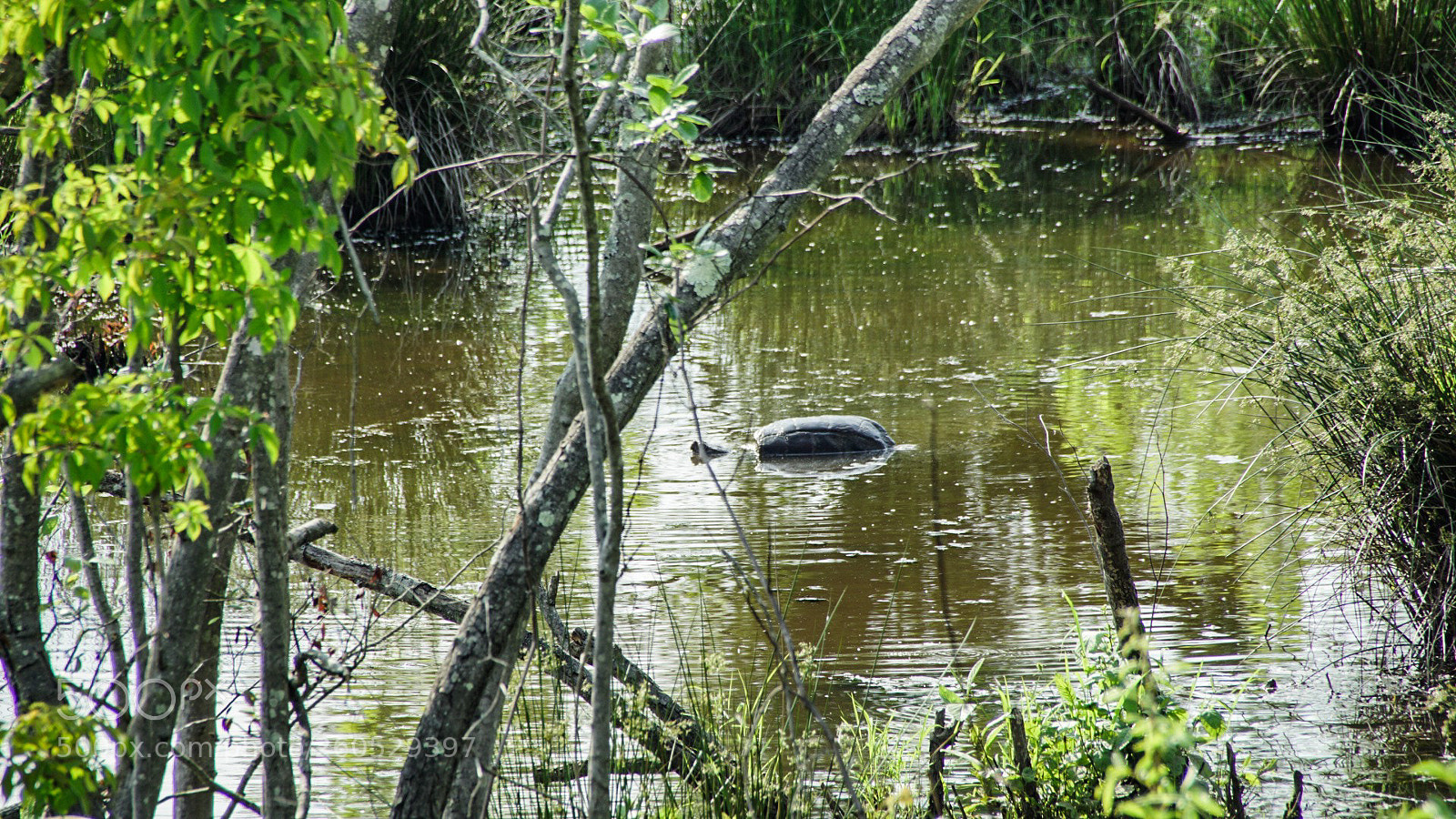 Sony a6000 sample photo. Giant turtle in the photography