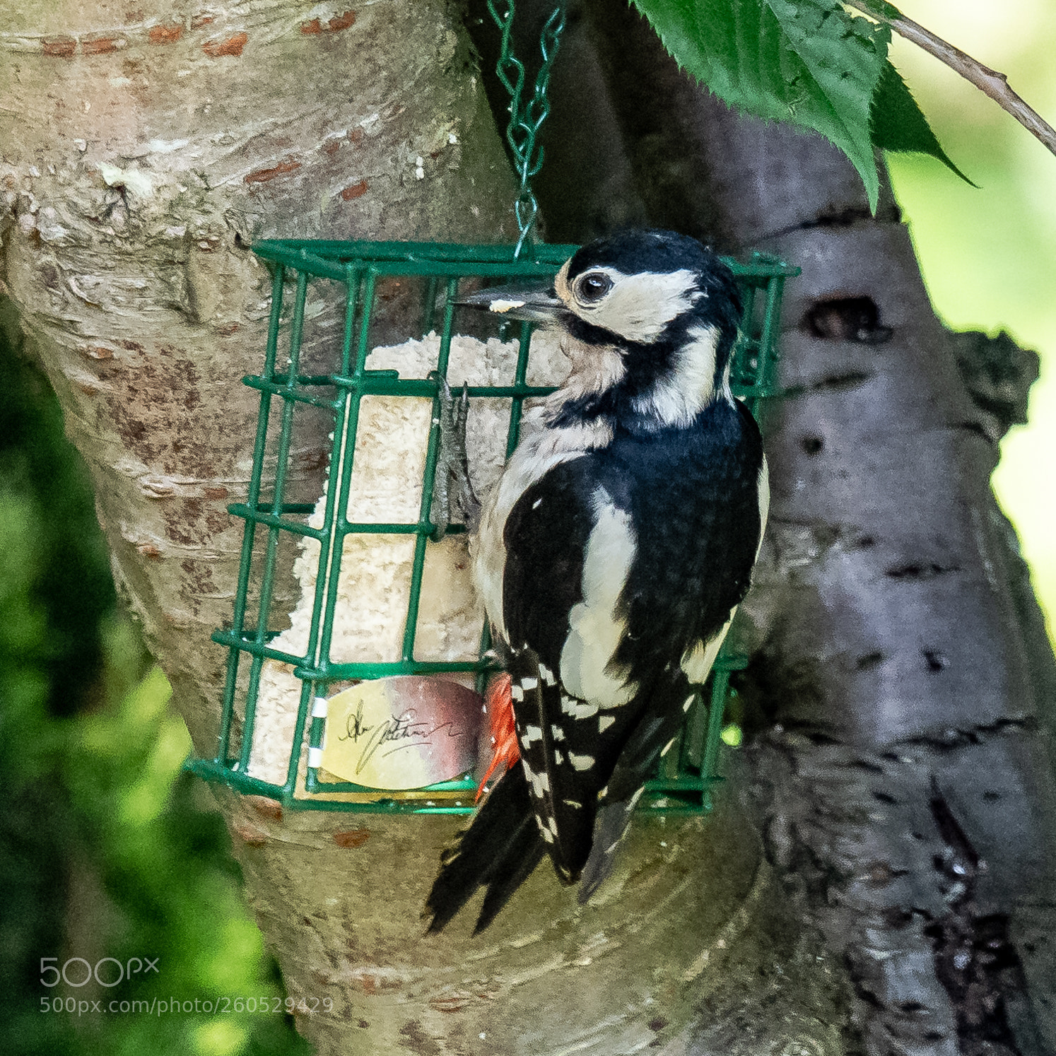 Nikon D850 sample photo. The visitor photography