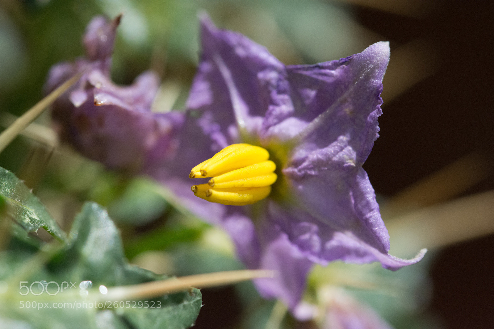 Nikon D7200 sample photo. Untitled photography