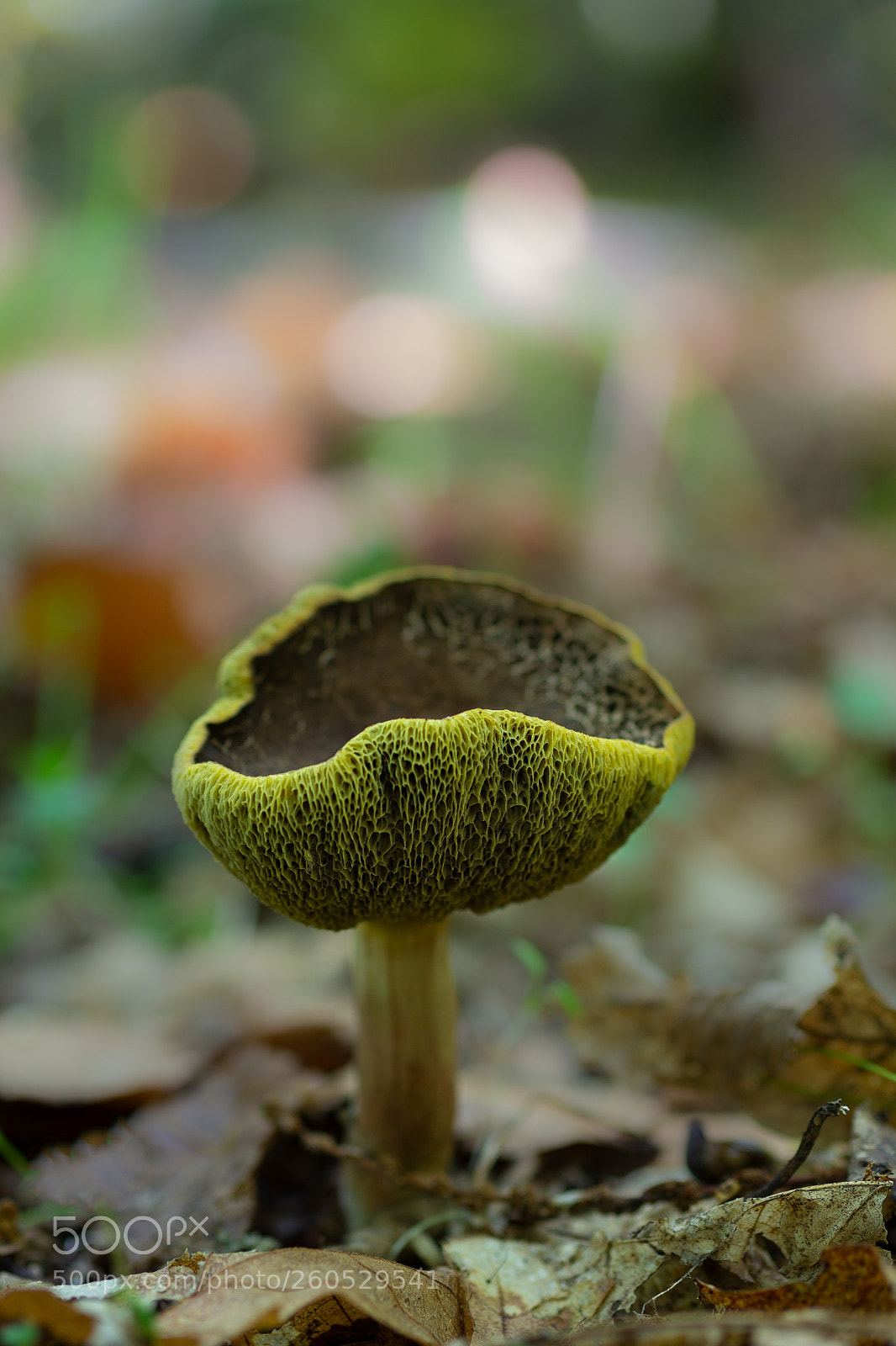 Canon EOS 60D sample photo. Mushroom  071115-8189 photography