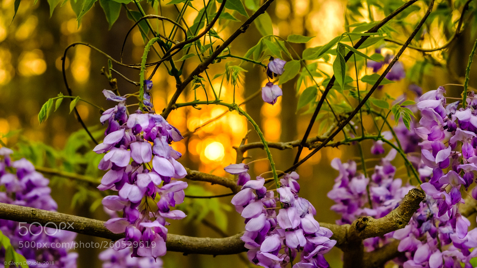 Fujifilm X-T2 sample photo. Sunset wisteria photography