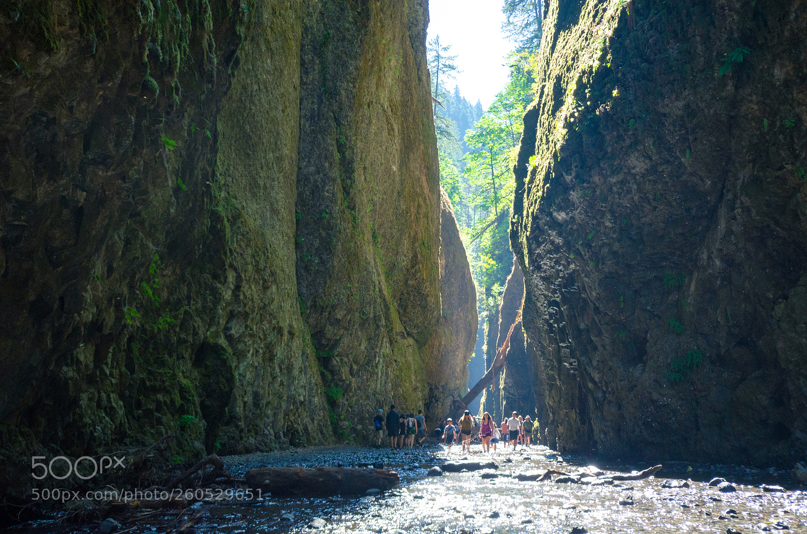 Nikon D5100 sample photo. Oneonta gorge photography