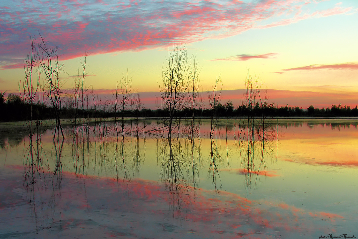 Nikon E8800 sample photo. Sunrise with dead trees photography