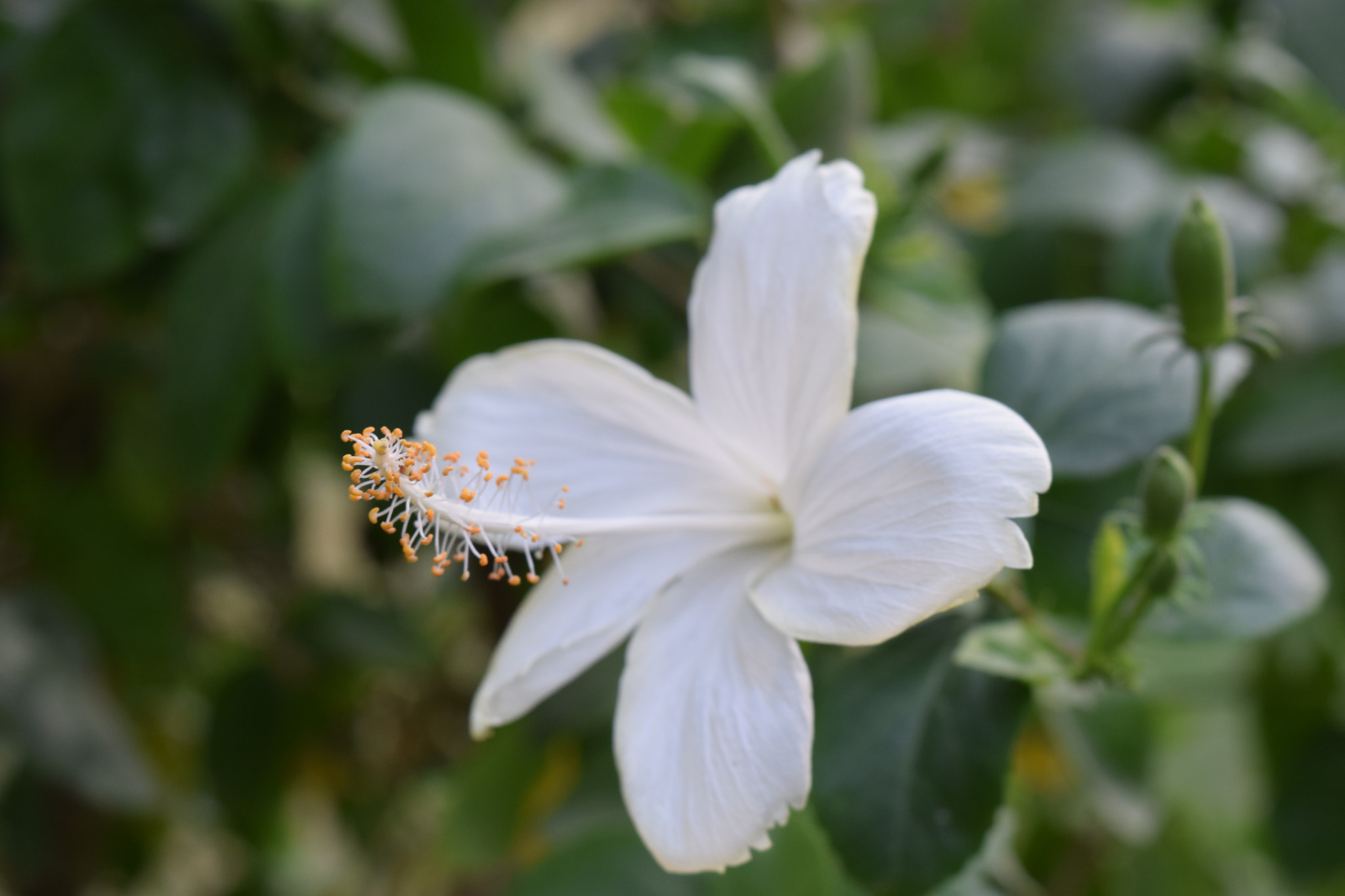 Nikon D5300 sample photo. Dsc photography